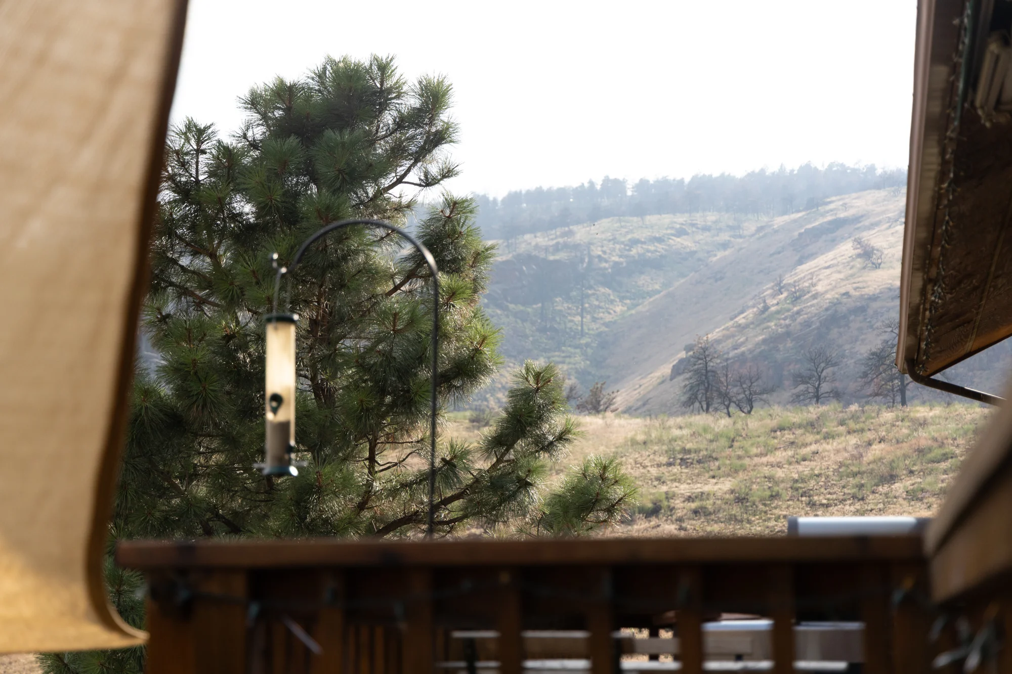 Charred trees continue to surround Nick and Erica’s home a year after the Stone Canyon Fire.  Photo: Amanda Horvath, Rocky Mountain PBS