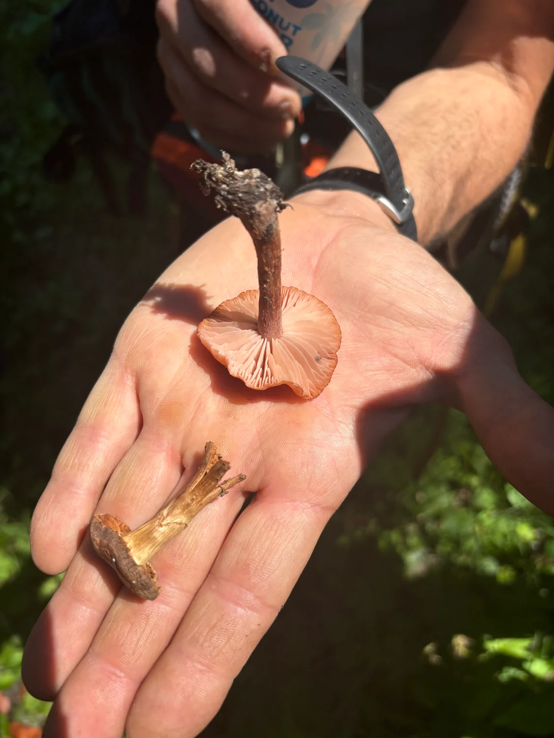 Michael Heim, a mushroom forage guide, holds two mushrooms found in the forest about 20 miles outside of Nederland. Photos: Alec Berg, Rocky Mountain PBS