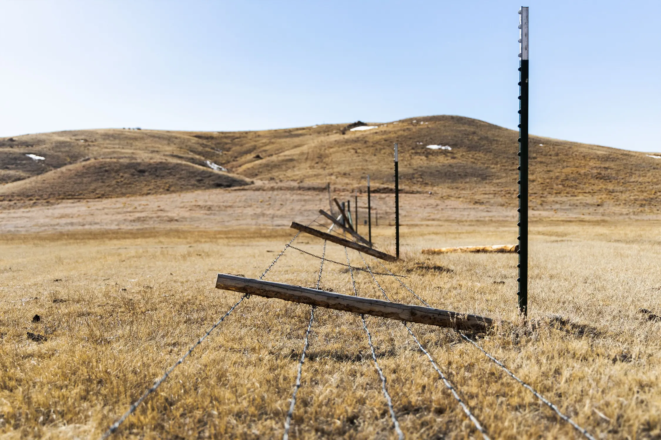 “Lay-down” fencing can be adjusted to help elk walk safely over the top. Photo: Chase McCleary, Rocky Mountain PBS