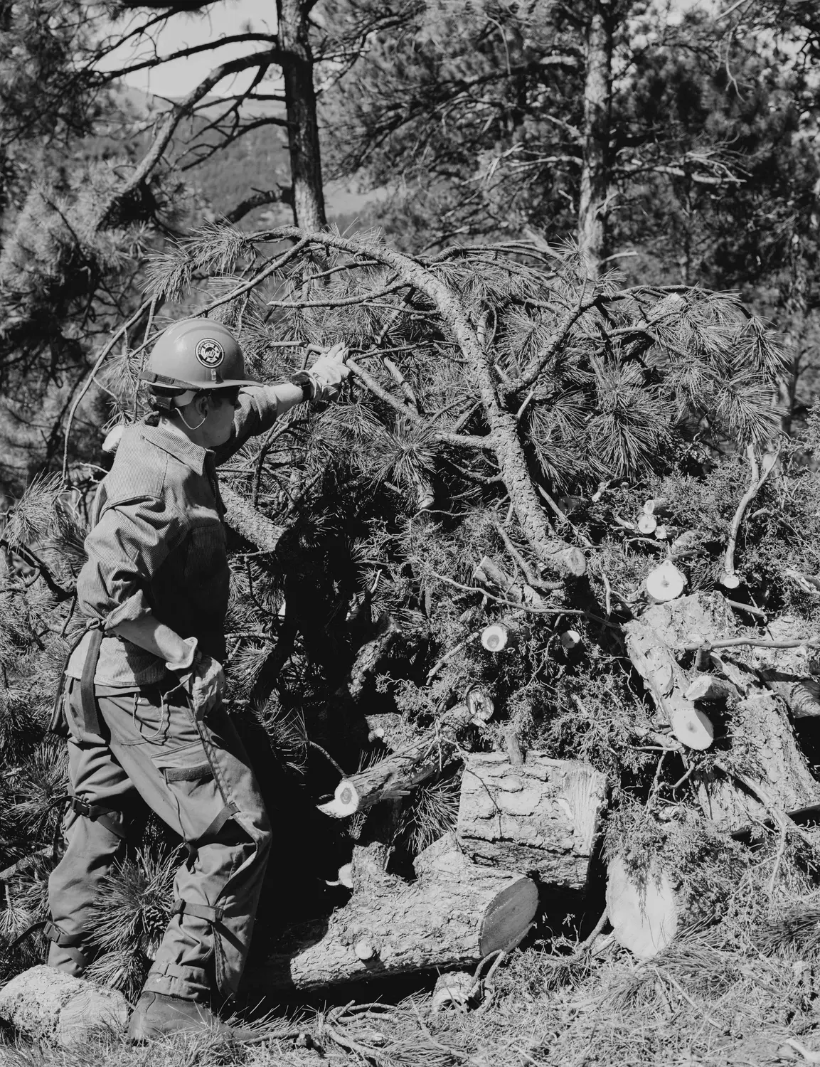 Once a tree is limbed, its branches are stacked into piles that are burned at a later date, often winter-time to reduce fuel on the ground. Photo: Peter Vo, Rocky Mountain PBS