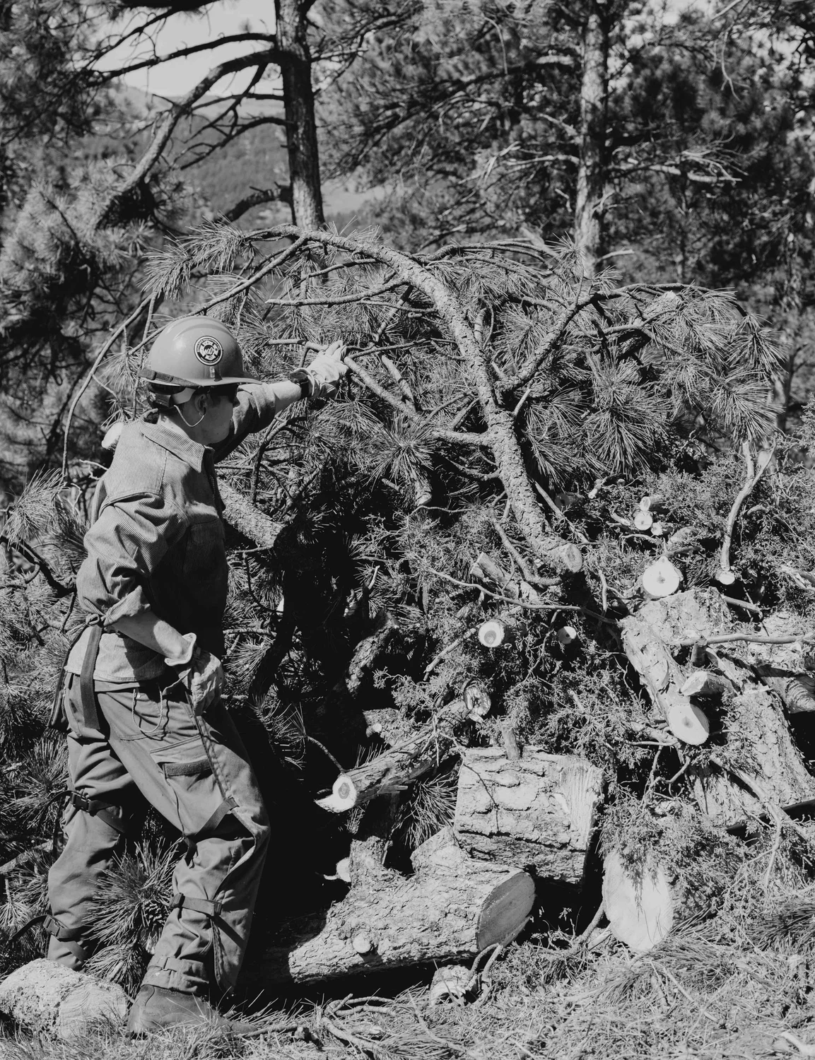 Once a tree is limbed, its branches are stacked into piles that are burned at a later date, often winter-time to reduce fuel on the ground. Photo: Peter Vo, Rocky Mountain PBS