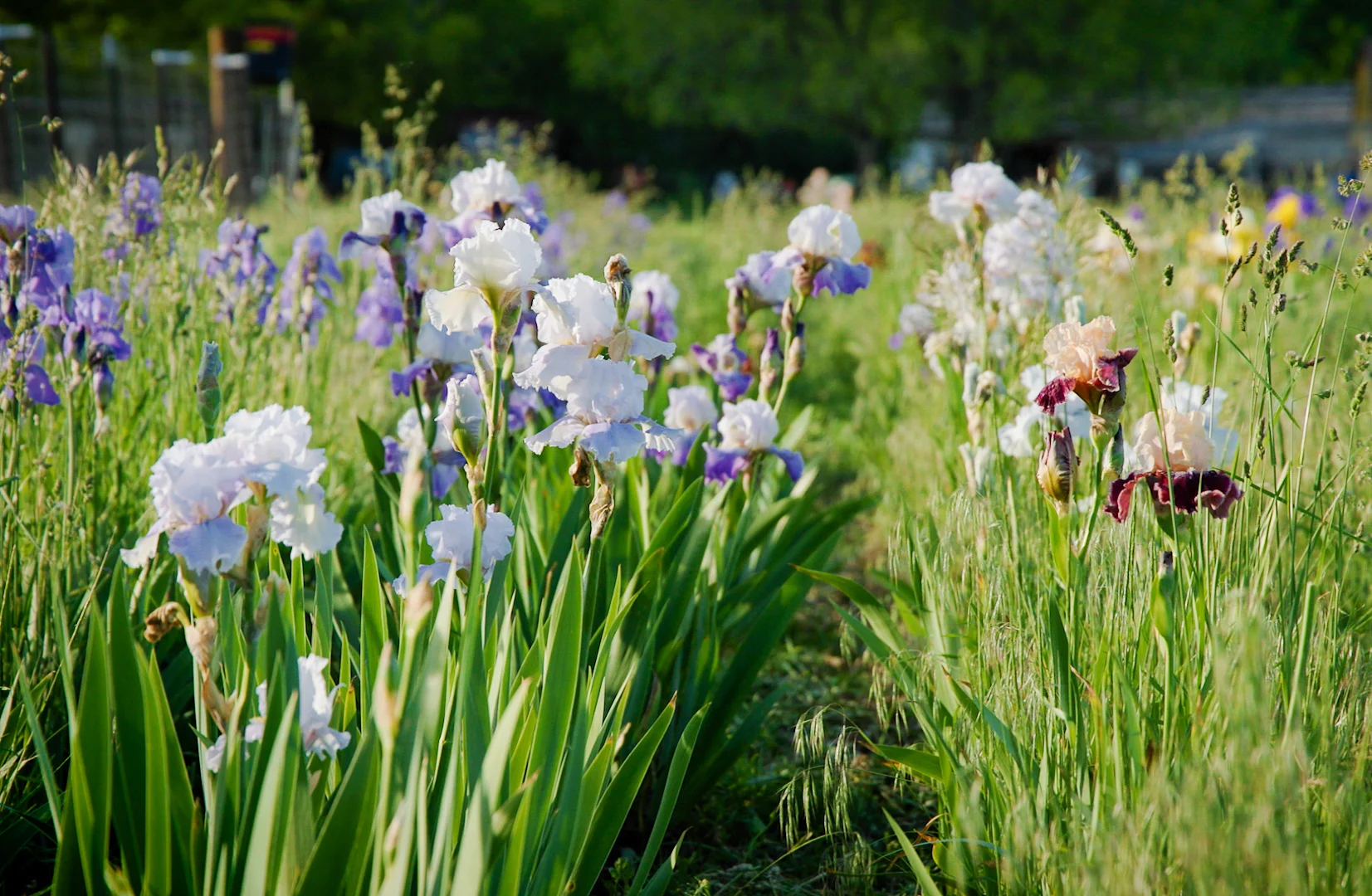 Nationwide, housing and non-agricultural development consume 2,000 acres of farmland daily.   Photo: Cormac McCrimmon, Rocky Mountain PBS