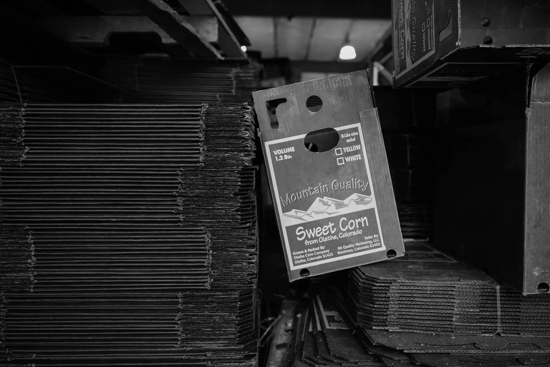 Boxes in the packing shed. Photo: Joshua Vorse, Rocky Mountain PBS