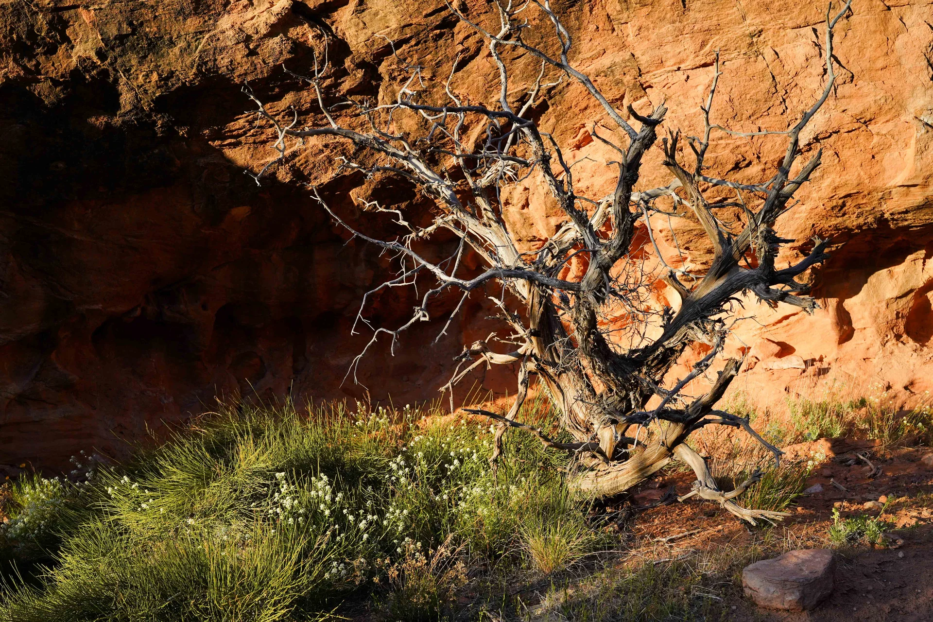 Western peppergrass and Mormon tea at the base of a juniper skeleton. The two sentinels of the west, pinyon pine and juniper trees, can each live over 100 years. 