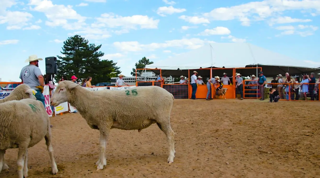 Sheep done running wait at the end of the pen. Photo: Chase McCleary, Rocky Mountain PBS