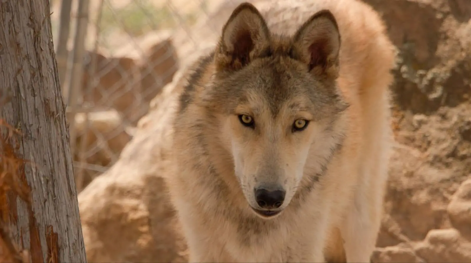 Knight. Photo: Ziyi Xu, Rocky Mountain PBS