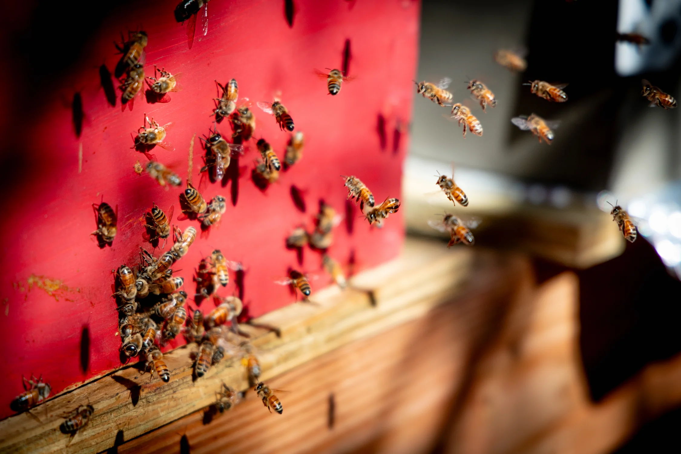 Unseasonably warm temperatures prompt honeybees to fly sooner, which can lead to malnutrition and starvation when there aren't enough flowers in bloom. Photo: Priya Shahi, Rocky Mountain PBS