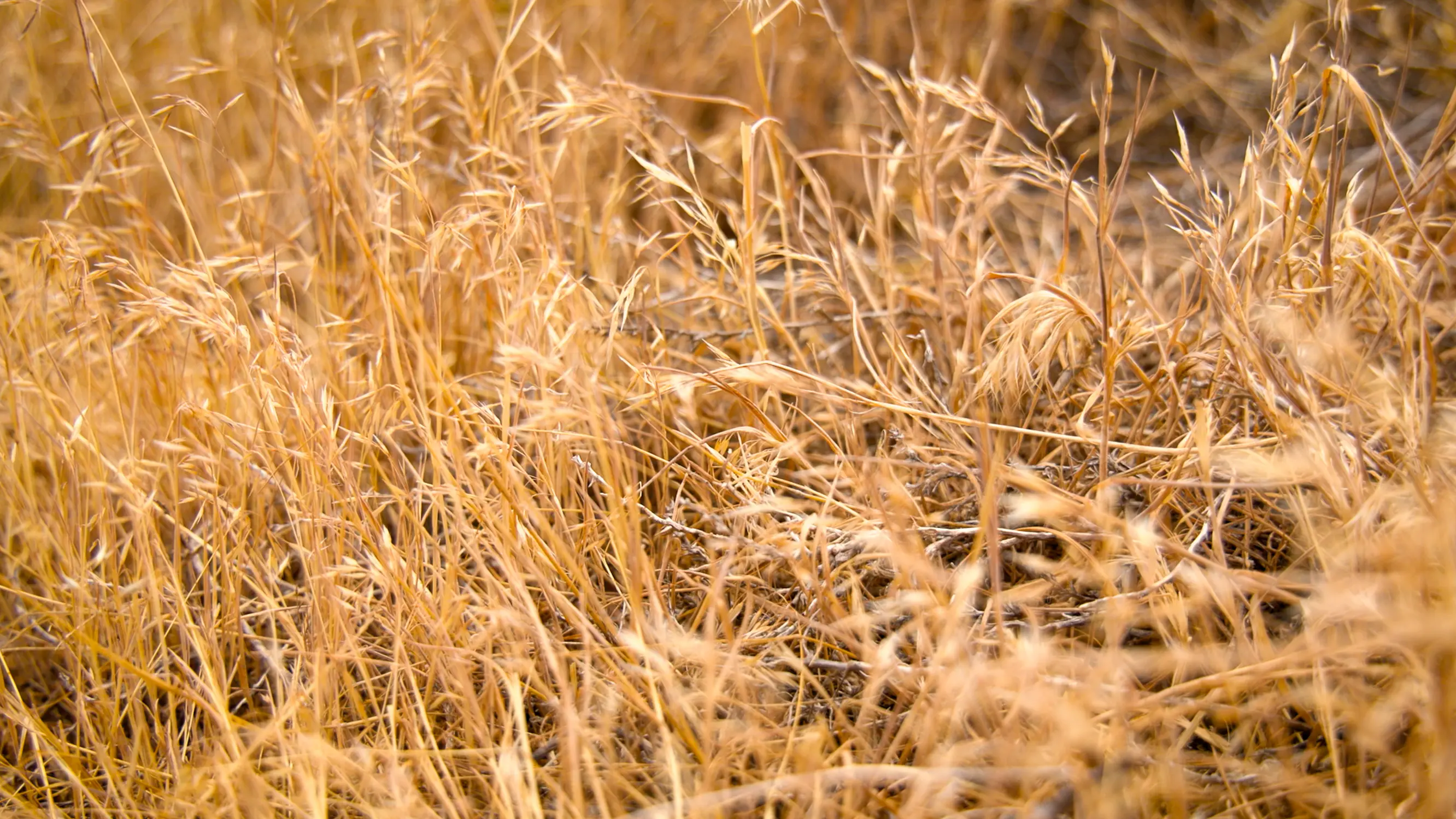 Cheatgrass. Photo: Ziyi Xu, Rocky Mountain PBS