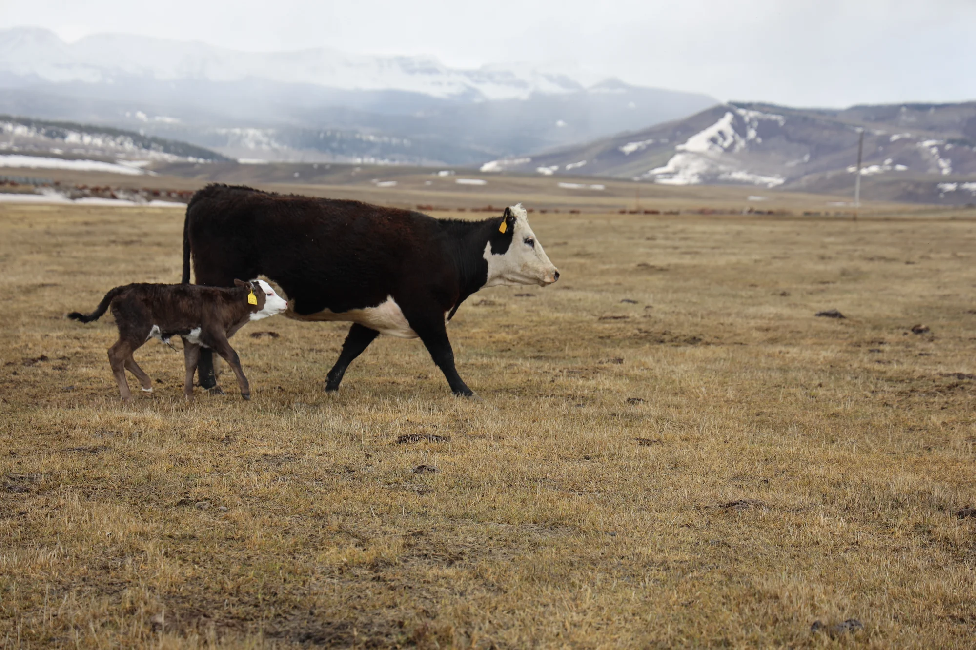 Mom and baby cow together at Snowden Cattle, a cow-calf operation in the Yampa Valley. Photo: Alexis Kikoen, Rocky Mountain PBS