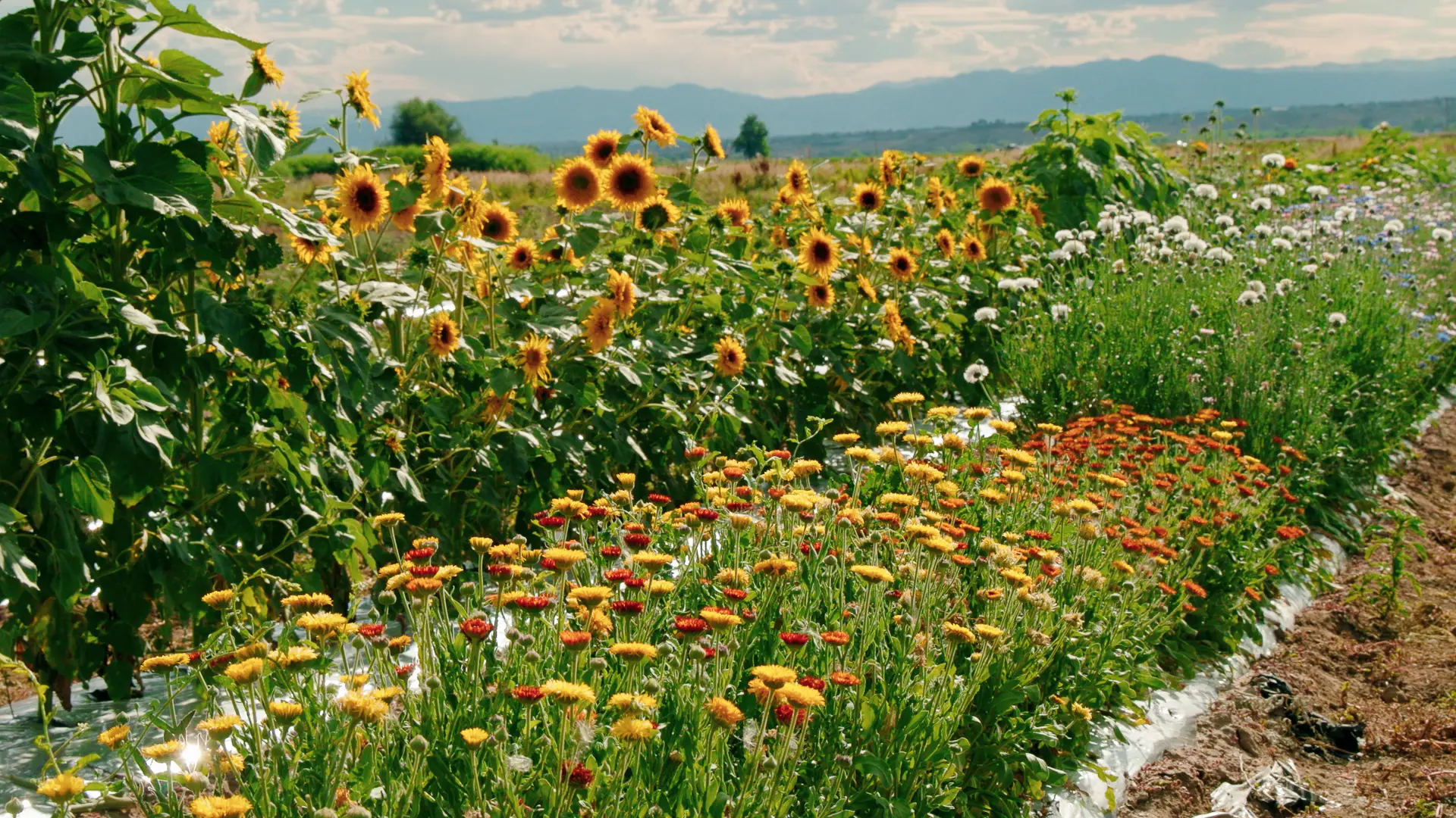 Flowers at Berry Patch Farms in Brighton. Photo: Cormac McCrimmon, Rocky Mountain PBS