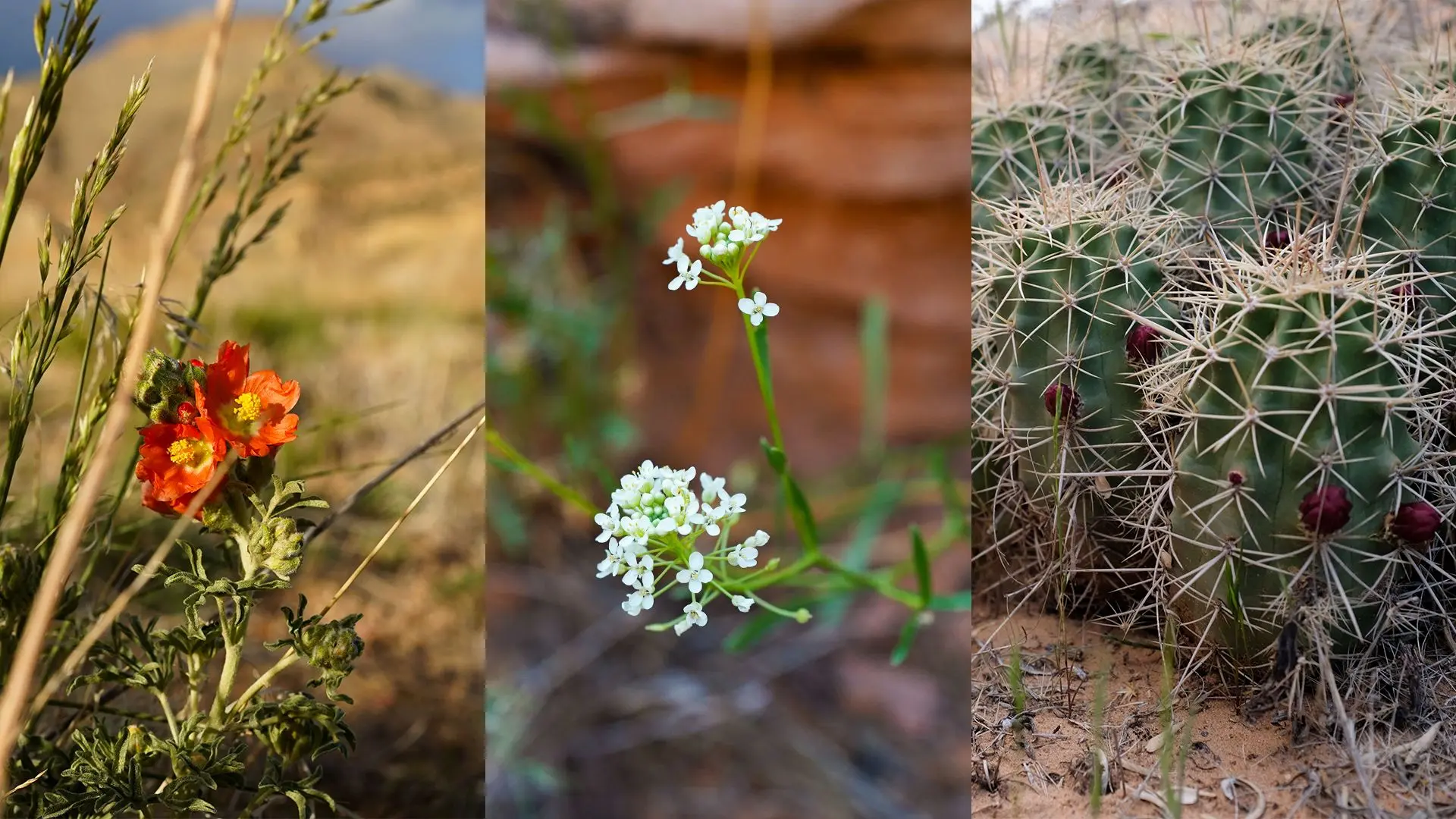 From left: Globemallow, western peppergrass and claret cup cactus.