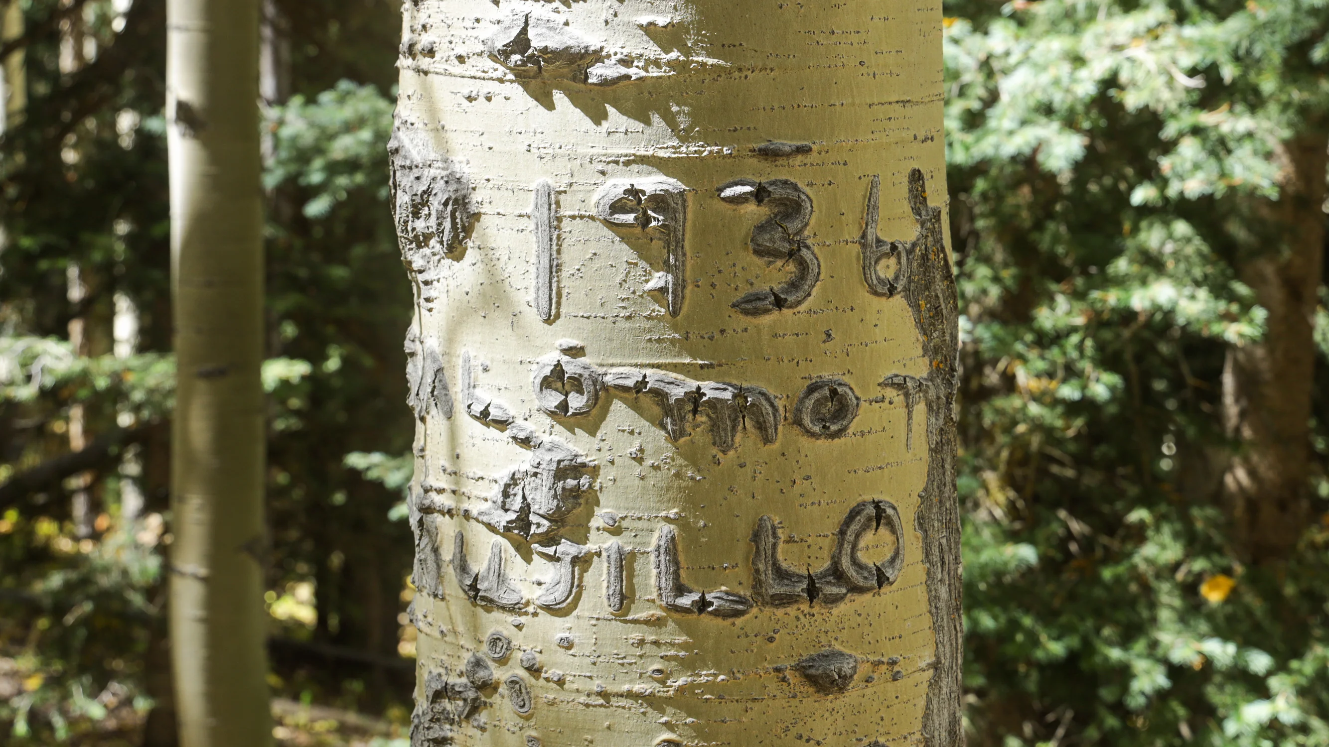 Salomon Trujillo, 1936. Photo: Ziyi Xu, Rocky Mountain PBS
