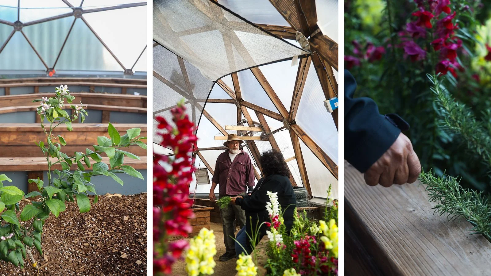 Left: lemon tree. Right: rosemary. Photo: Ziyi Xu, Rocky Mountain PBS