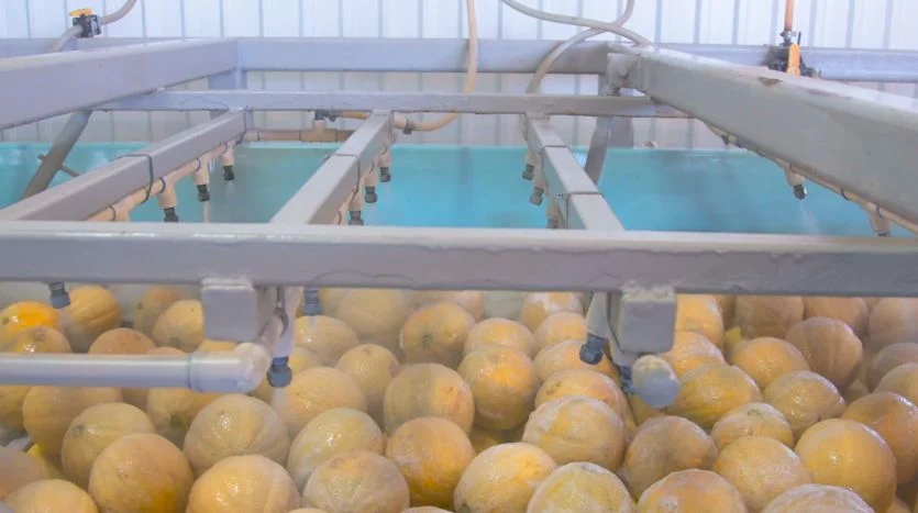 Cantaloupes at Hirakata Farms tumble through a mister before being packaged for distribution. Photo: Chase McCleary, Rocky Mountain PBS
