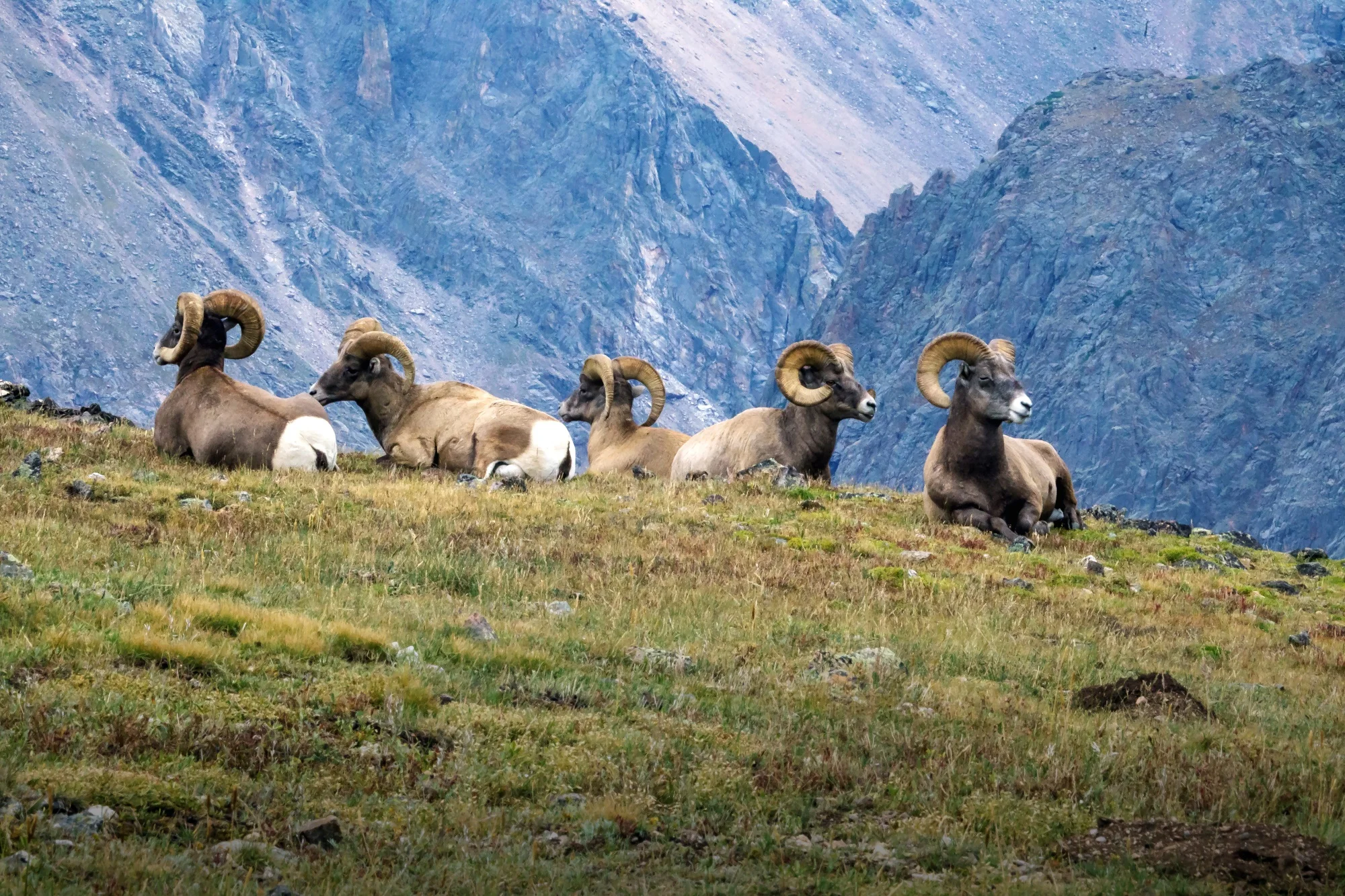 Bighorn sheep at Rocky Mountain National Park. Photo courtesy National Park Service