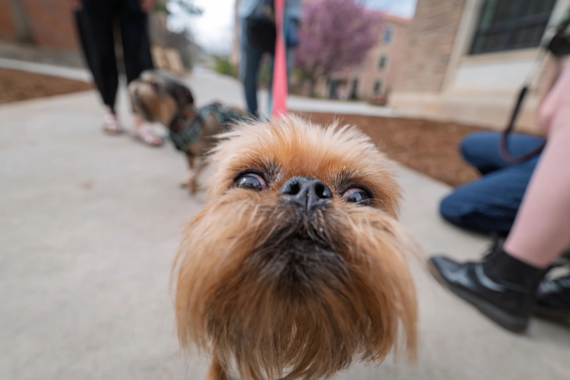 "The dog is always right," said Tim Orr, producing artistic director of the festival. "The dog will always be acting like a dog and that’s exactly what we need.” Photo courtesy CU Boulder