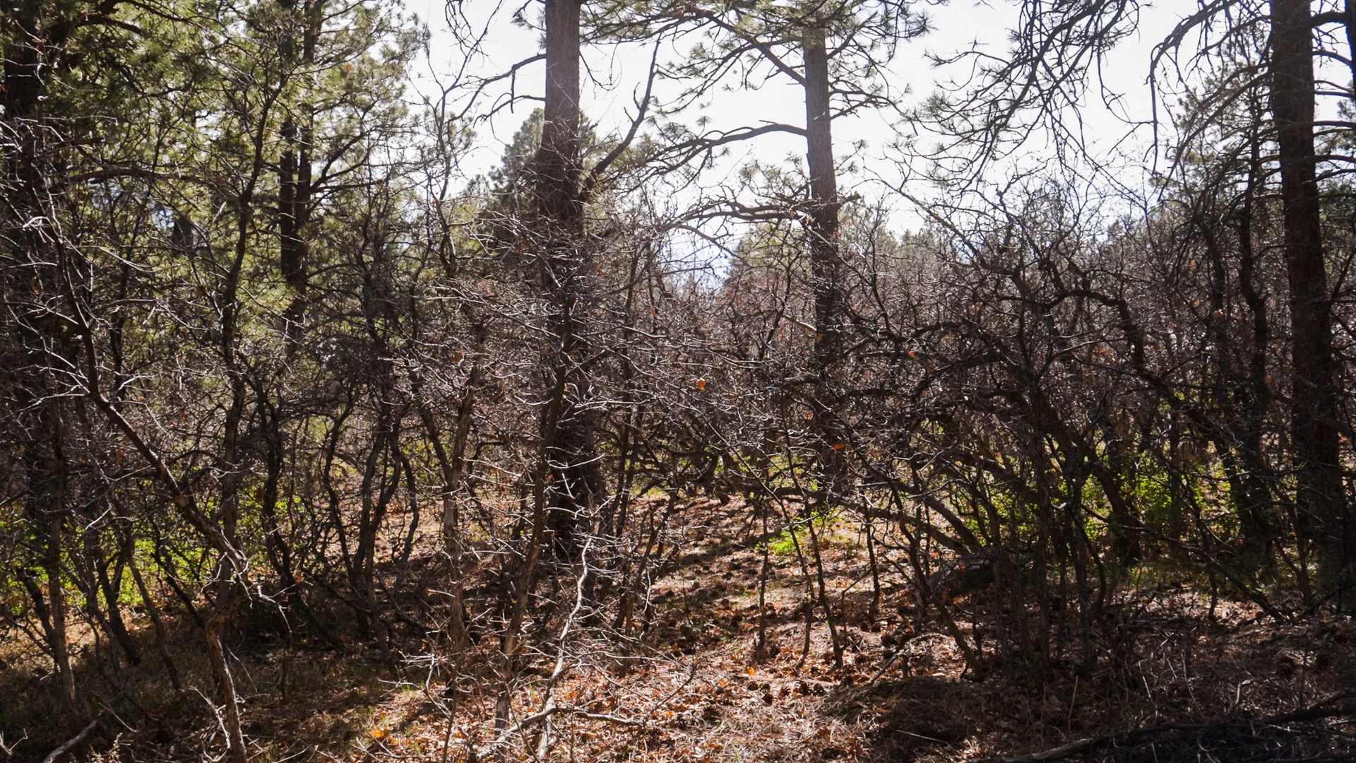 Before fire mitigation. Photo: Ziyi Xu, Rocky Mountain PBS