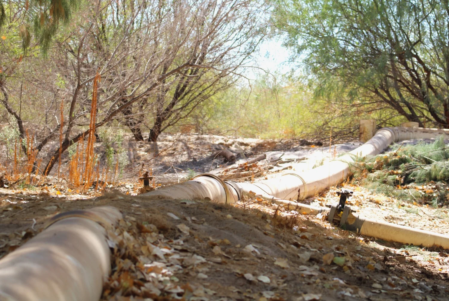 Pipes carry water around the Miguel Alemán restoration site in the Colorado River Delta on Oct. 25, 2024. "It would be basically a crime to let all this effort and these places die if we didn't have more water in the future," said Aída Navarro, coordinator of Raise the River. Photo: Alex Hager, KUNC