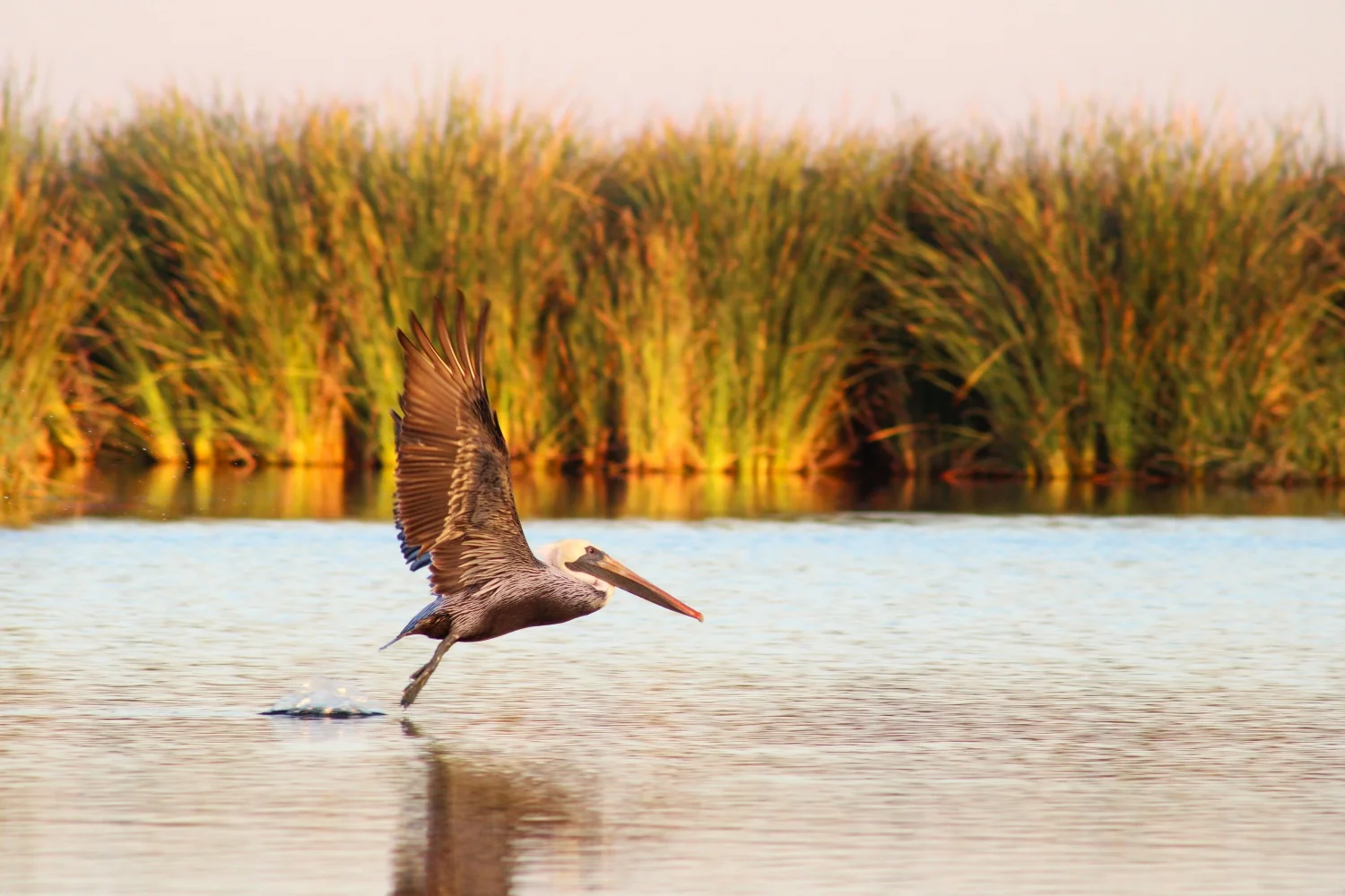 A pelican takes flight at the Ciénega de Santa Clara in the Colorado River Delta on Oct. 24, 2024. The area is an important habitat for migrating birds, but most of it is barren and dry. Environmentalists hope politicians will allocate water to the area so they can continue restoring habitats. Photo: Alex Hager, KUNC