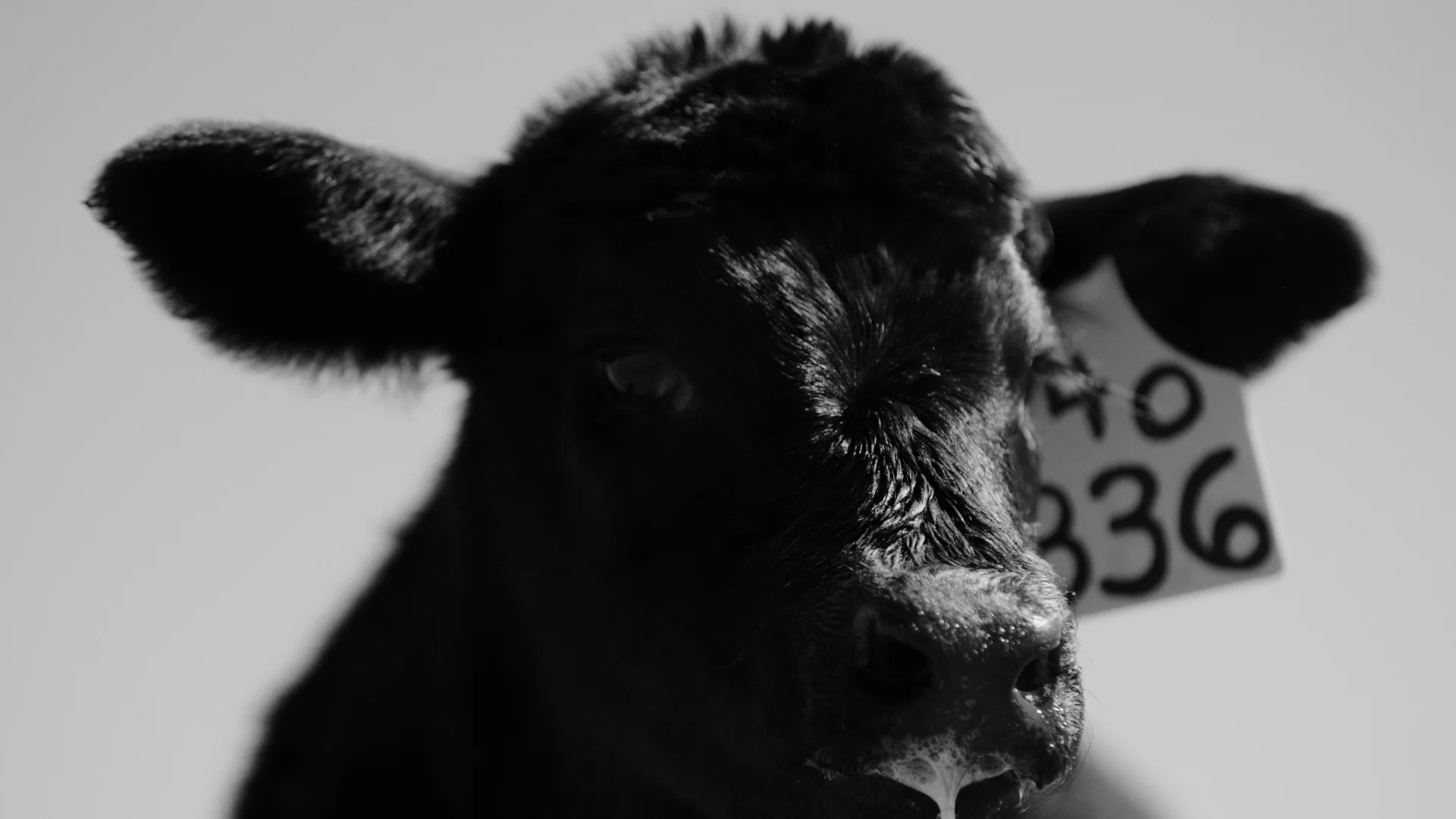 Photo: Cormac McCrimmon, Rocky Mountain PBS