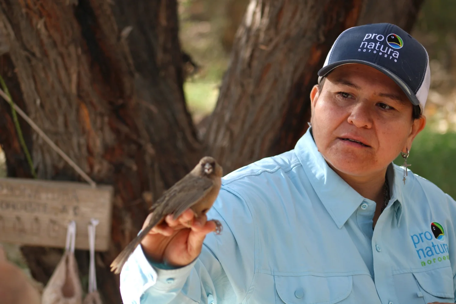 Alejandra Calvo Fonseca holds a bird at the Miguel Alemán restoration site in the Colorado River Delta on Oct. 25, 2024. The restoration site and others like it provide habitats for migrating birds amid a mostly dry and barren landscape. Photo: Alex Hager, KUNC