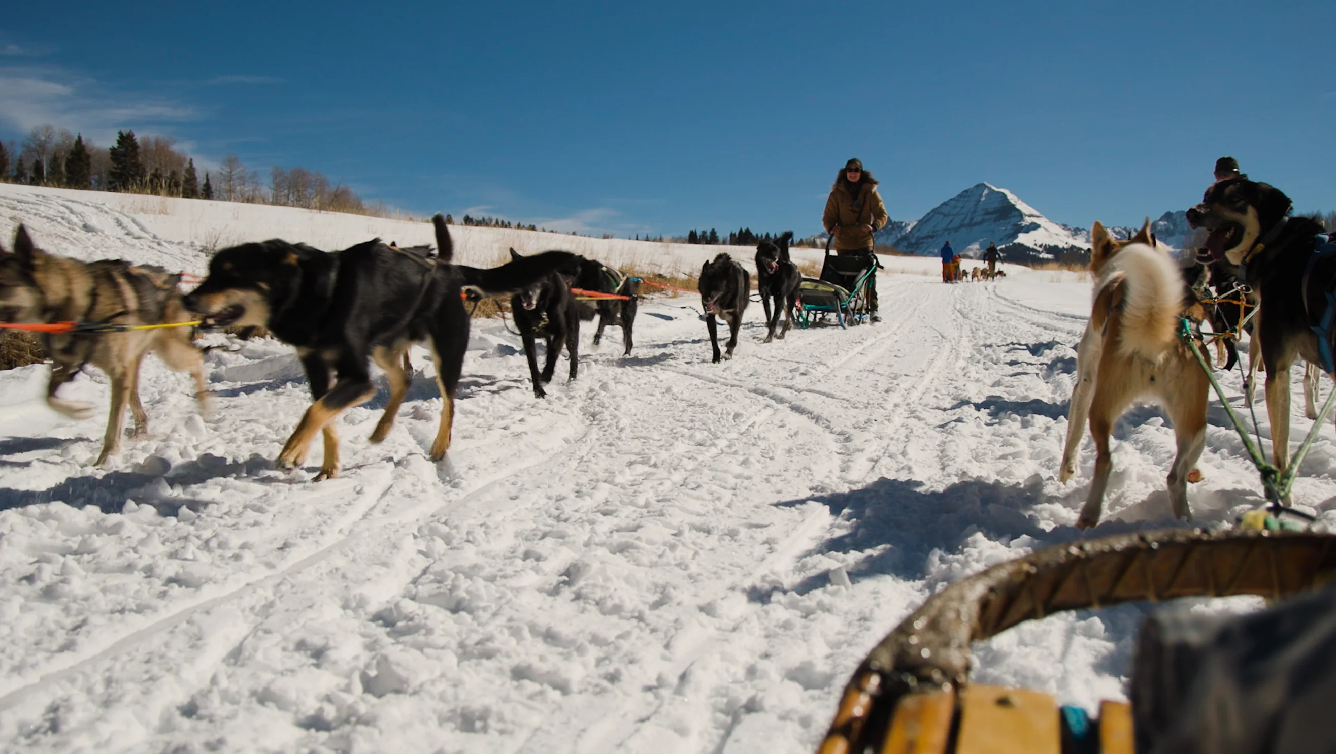 Colorado mushers power through a challenging snow season