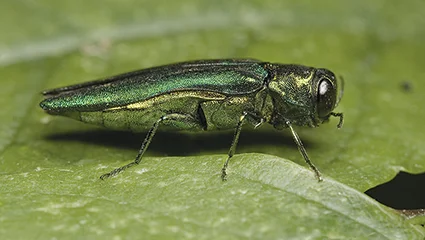 The emerald ash borer is an invasive wood-boring beetle, native to eastern Asia. Photo courtesy the Colorado State Forest Service News