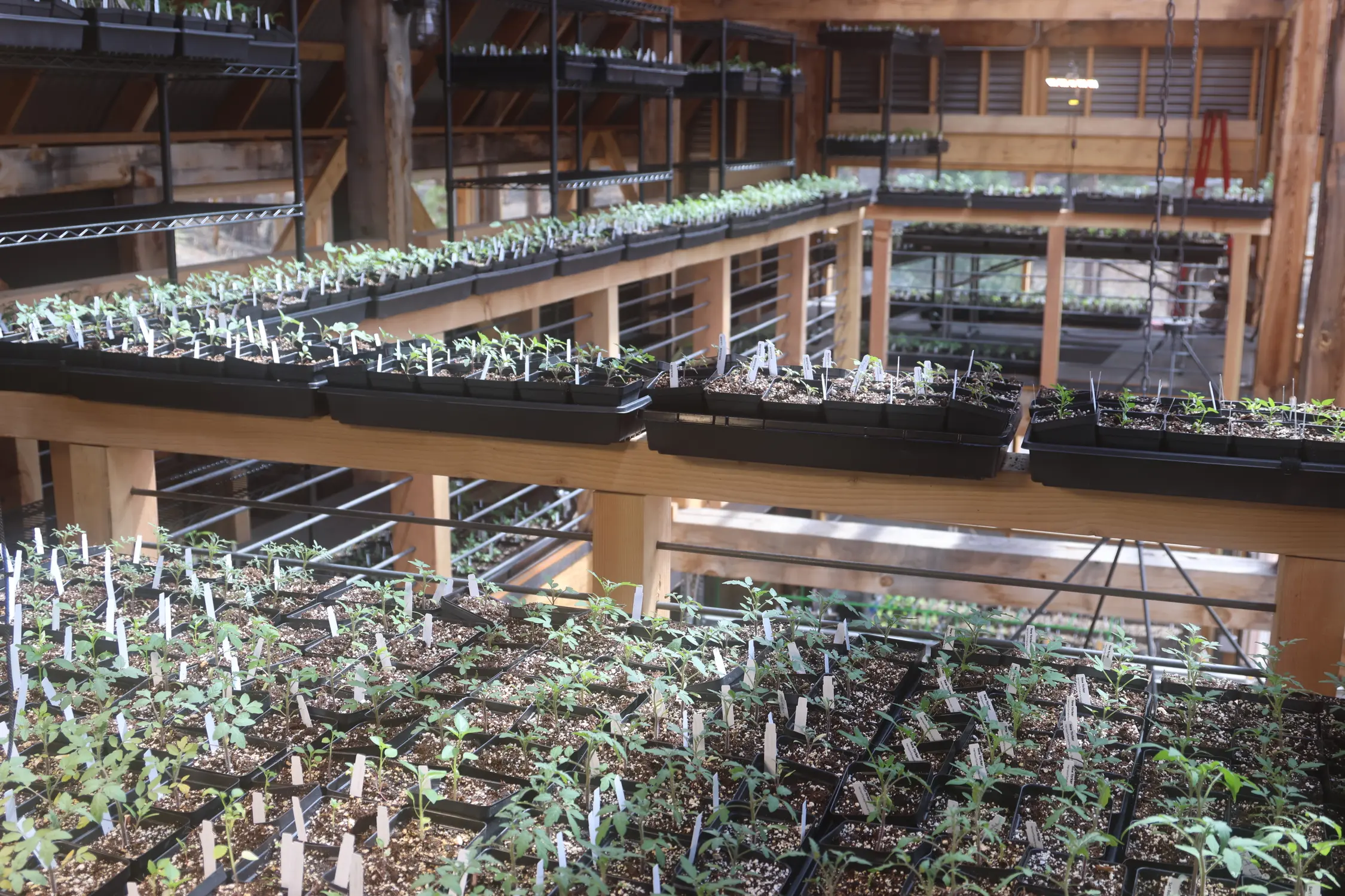 Weil uses a DIY elevator to pull trays of seedlings up to the greenhouse's second floor. Photo: Kyle Cooke, Rocky Mountain PBS