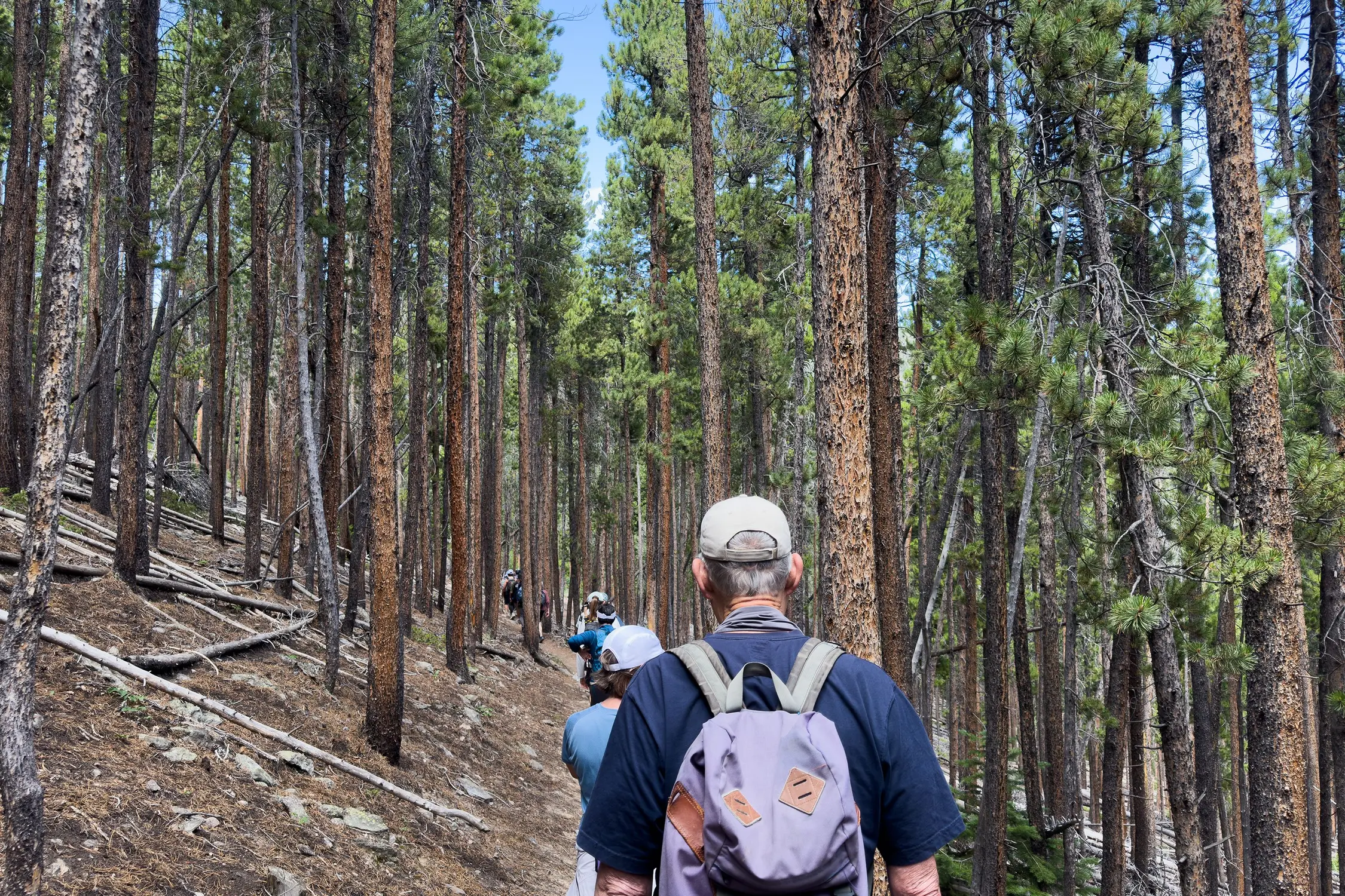 Hikers walked through the montane ecosystem of Rocky Mountain National Park, which includes plenty of pines. Photo: Chase McCleary, Rocky Mountain PBS