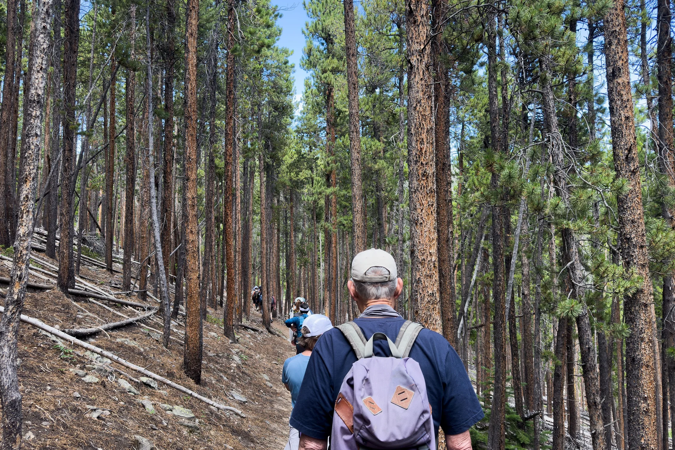 Hikers walked through the montane ecosystem of Rocky Mountain National Park, which includes plenty of pines. Photo: Chase McCleary, Rocky Mountain PBS