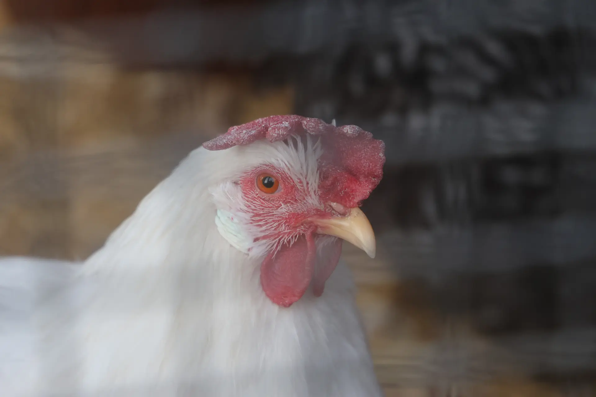 The City and County of Denver allows for up to eight chickens on residential properties, but roosters are not permitted. Photo: Kyle Cooke, Rocky Mountain PBS