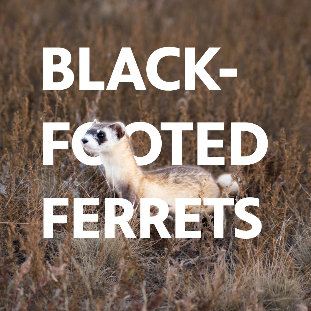 A black-footed ferret in Colorado. Photo courtesy Colorado Parks and Wildlife