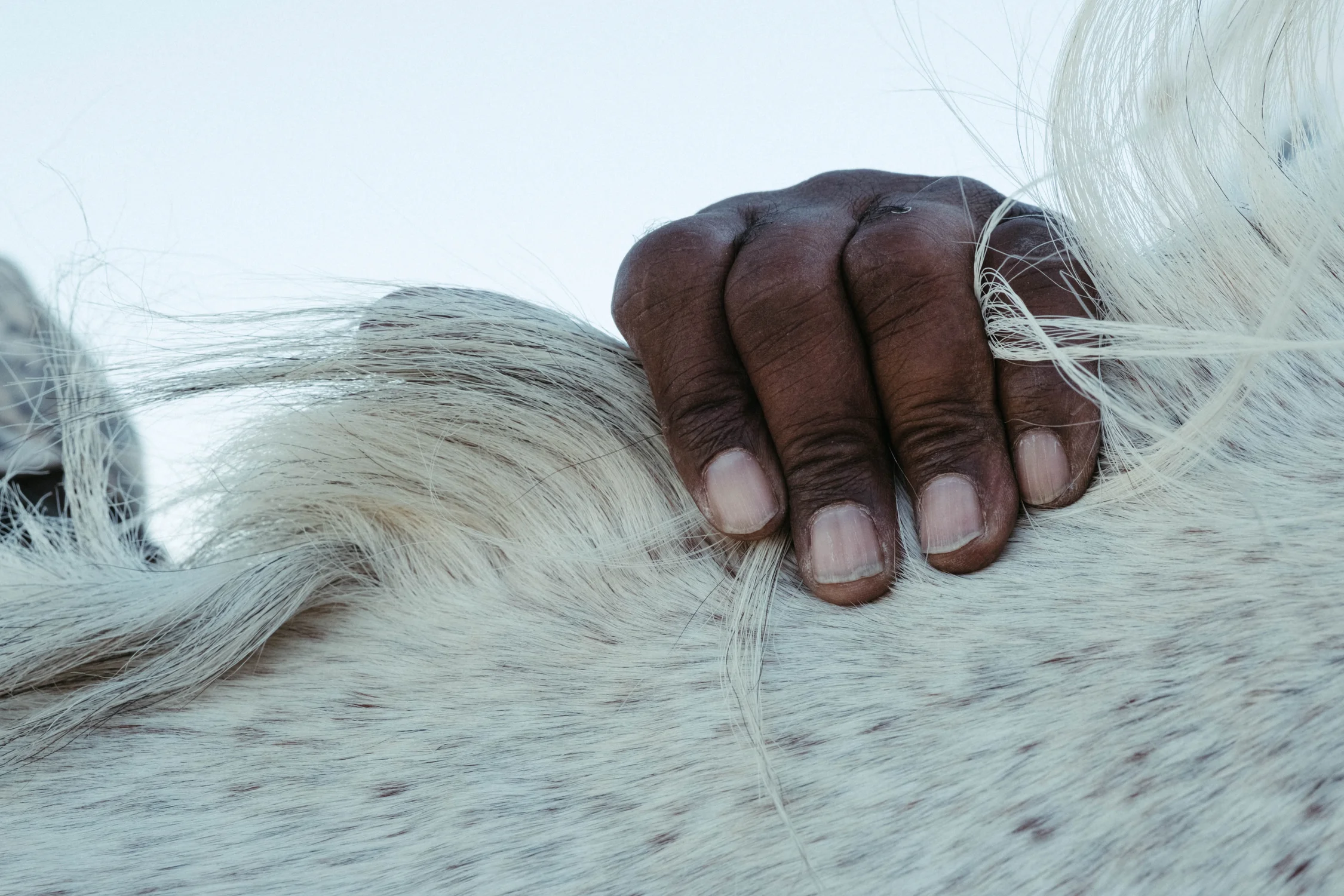 Wade brushes out his horse, “Beer Money”. Photo: Peter Vo, Rocky Mountain PBS