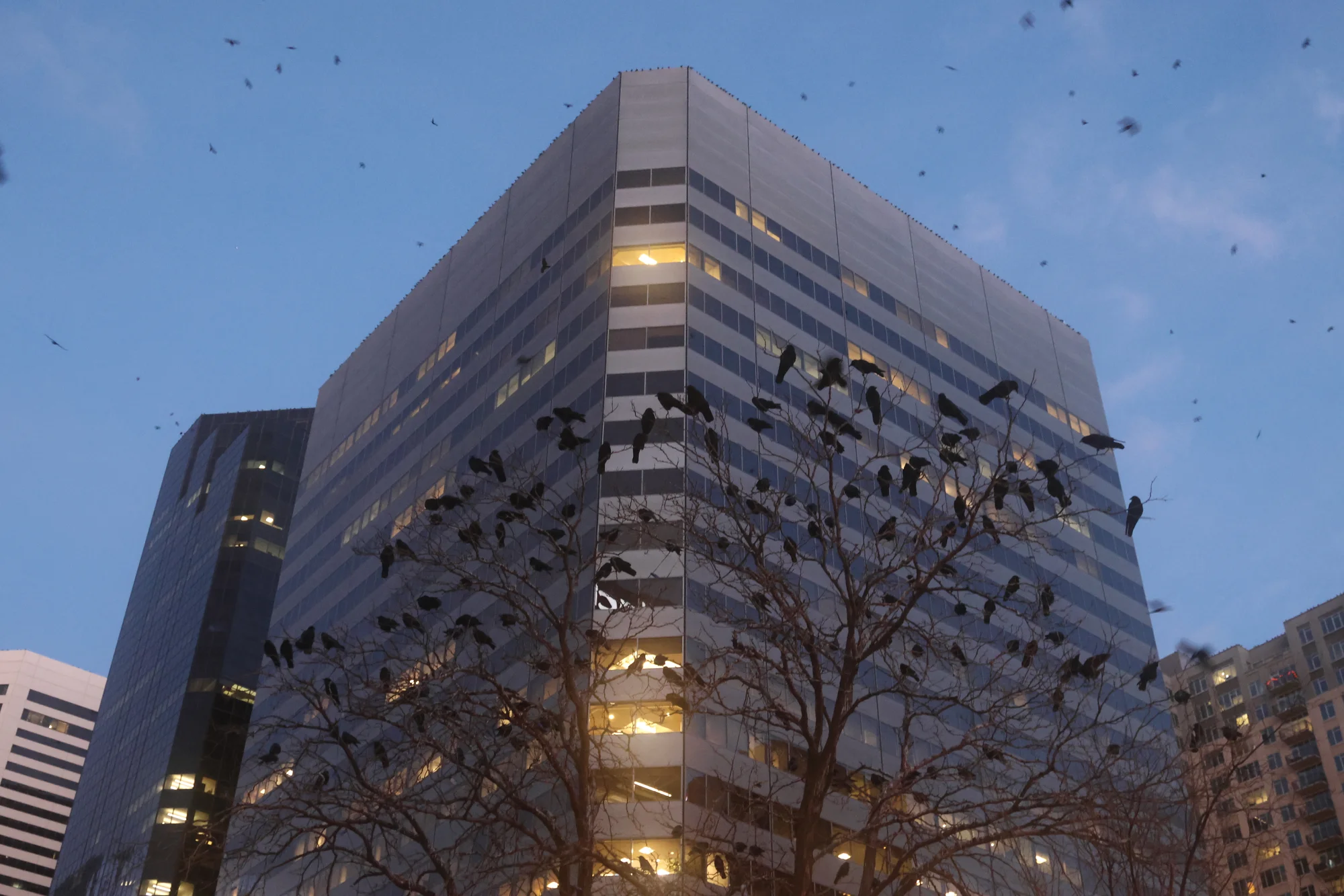 Garth Spellman from DMNS said the crows roost in such large numbers not only for protection, but because they are a social species — much like humans. Photo: Kyle Cooke, Rocky Mountain PBS