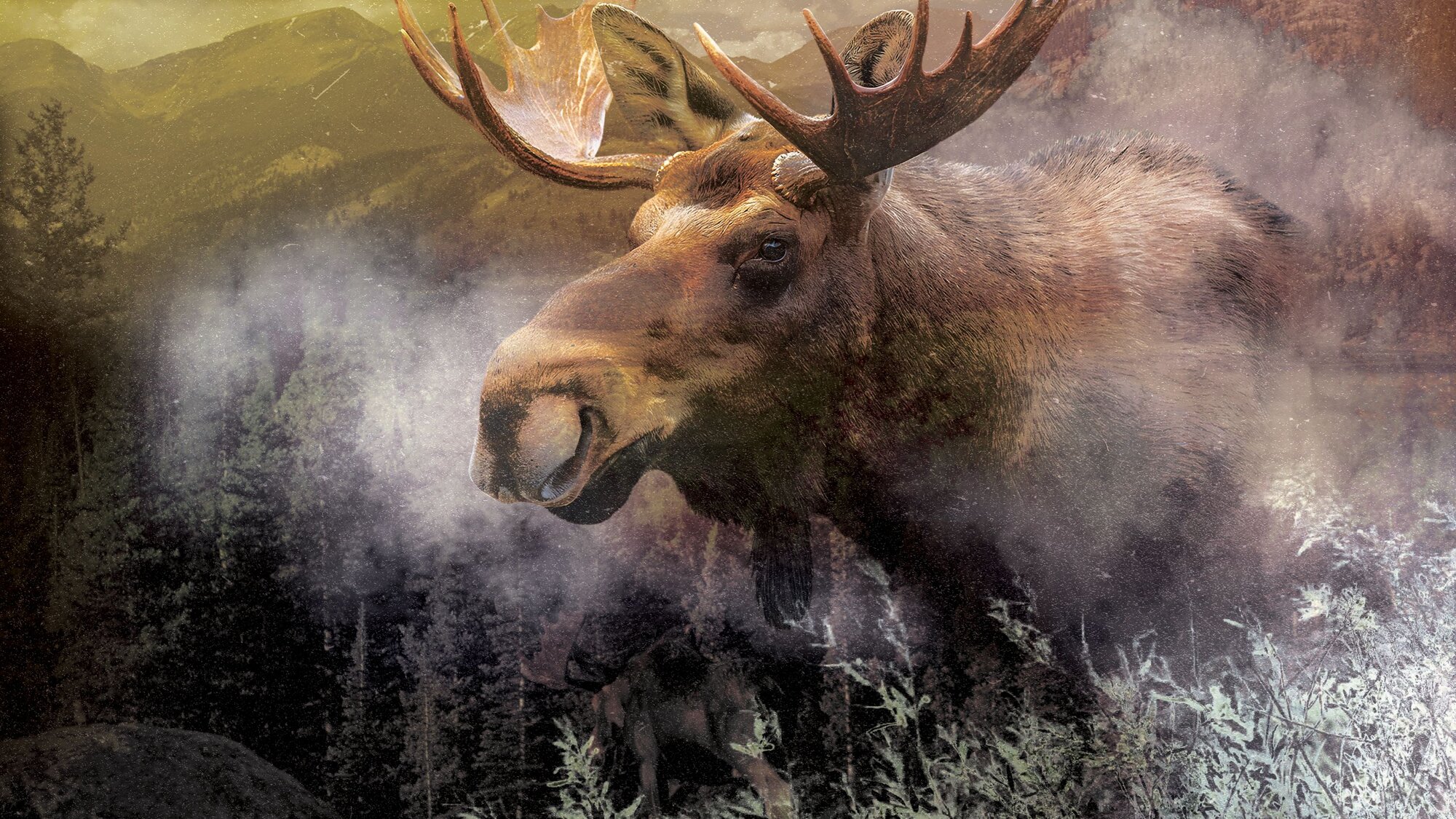 Managing Moose: Colorado's Most Dangerous Animal