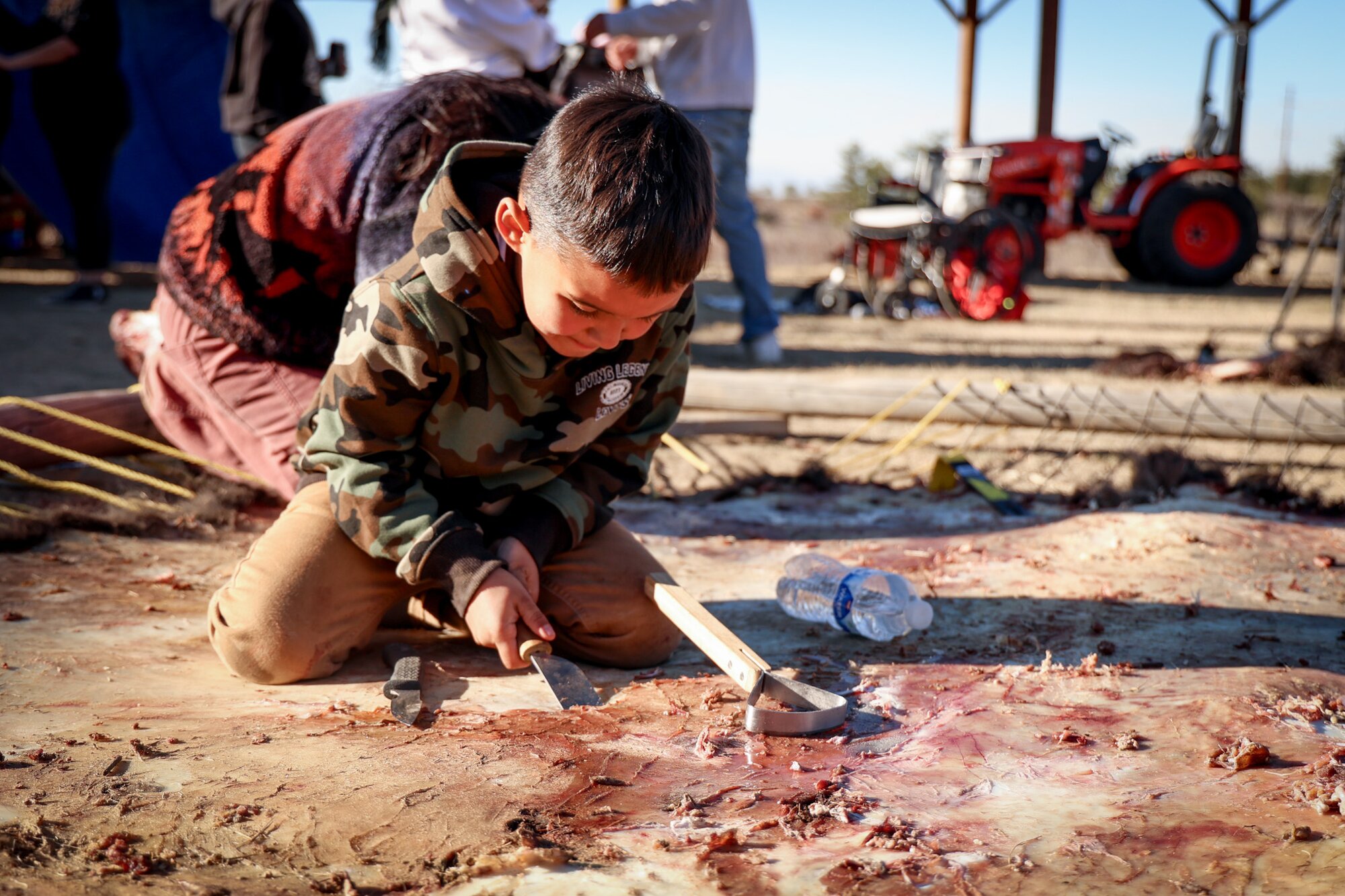 Losing the bison nearly broke Indigenous communities. This is how they’re bringing the animals back.