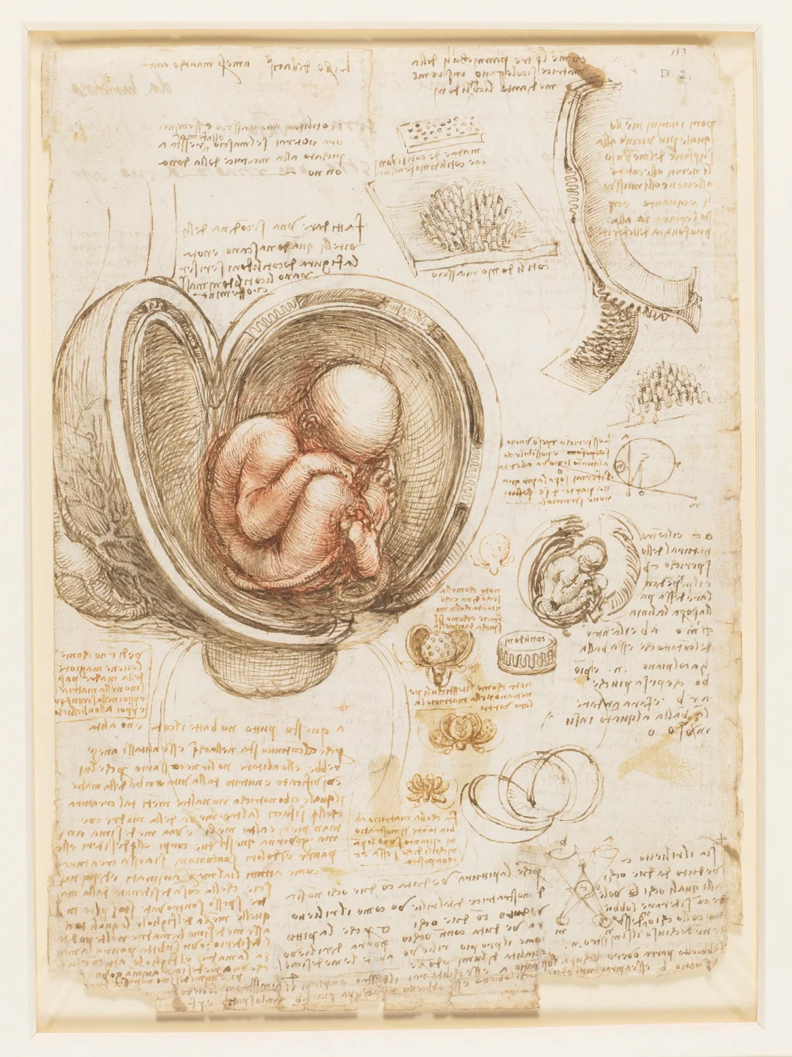 Fetus in Utero by Leonardo da Vinci. Circa 1511. Image courtesy PBS PressRoom