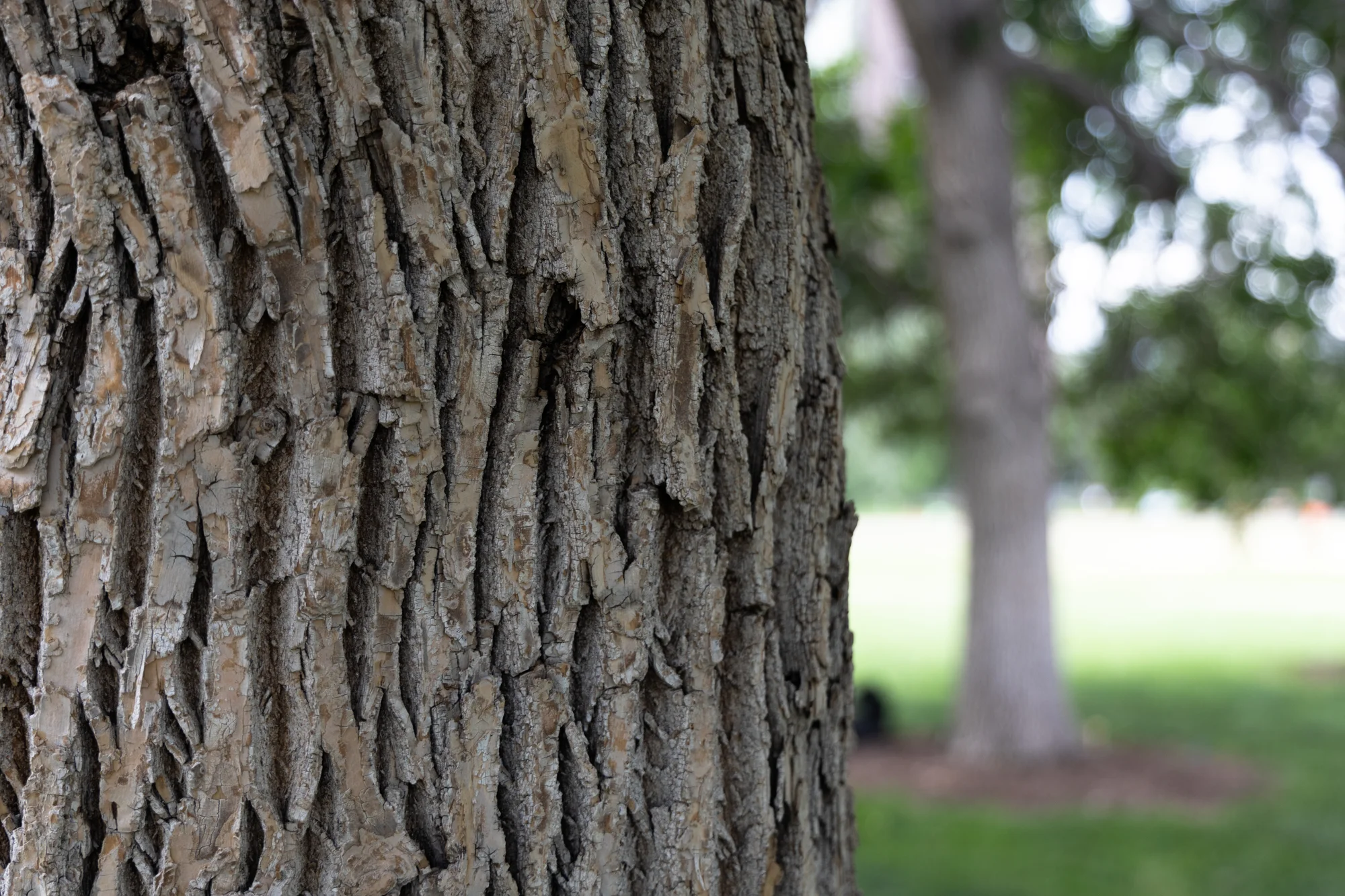 Diamond-shaped bark is one identifiable trait of ash trees. Photo: Carly Rose, Rocky Mountain PBS