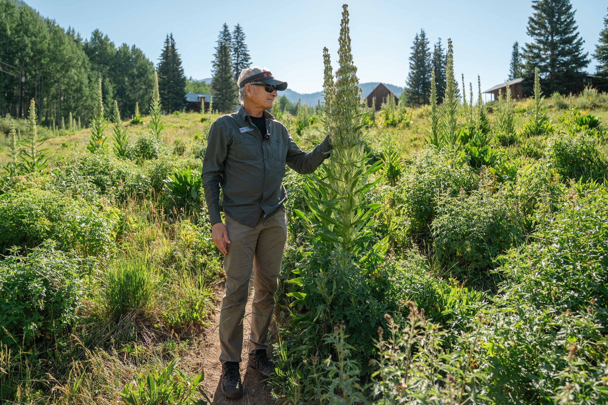 This year's green gentian superbloom was the second-best in Colorado's recorded history