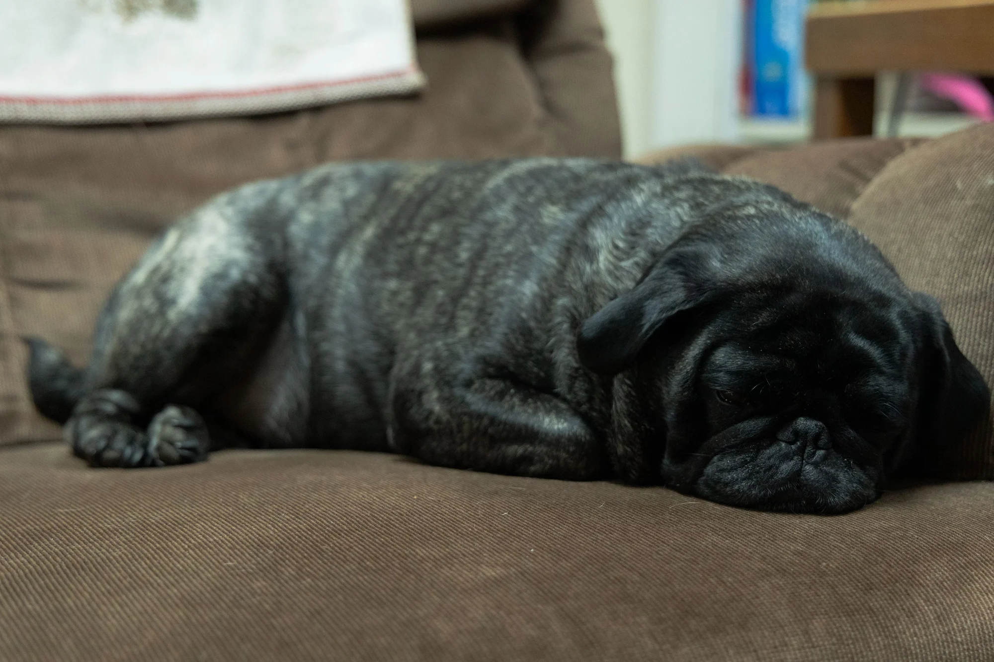 Memphis the pug is a well-known friend to customers of Norm’s Video. Photo: Chase McCleary, Rocky Mountain PBS