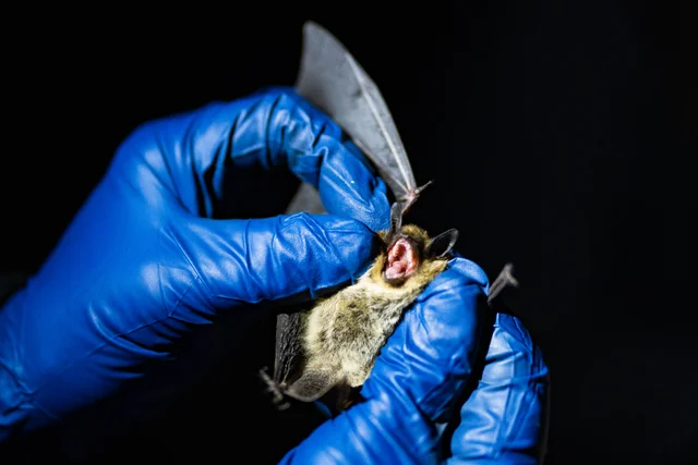 A devastating bat disease continues to spread in Colorado