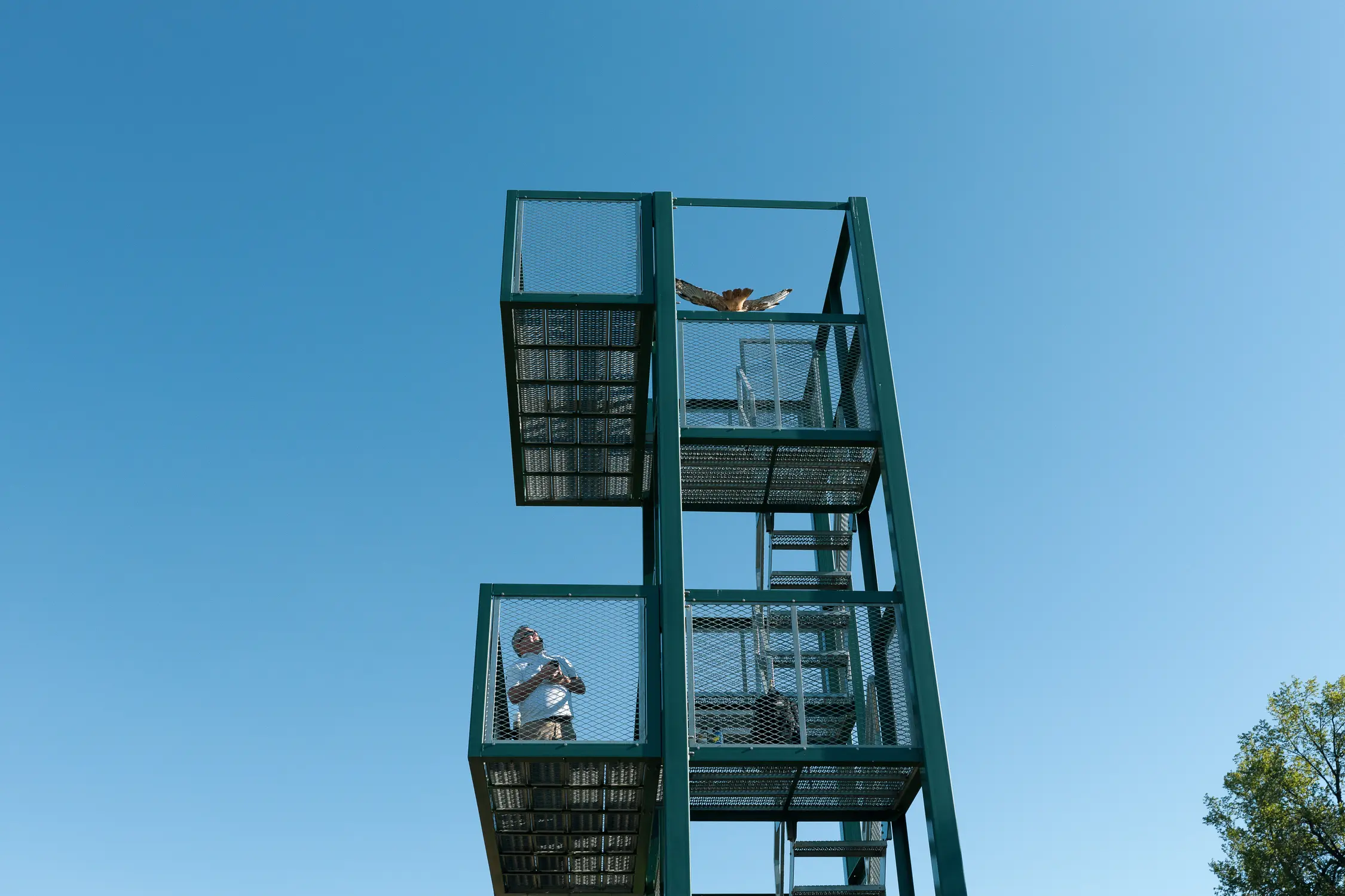 At 8:45 a.m. hawk joined band director, Jayme Taylor, on the tower.
