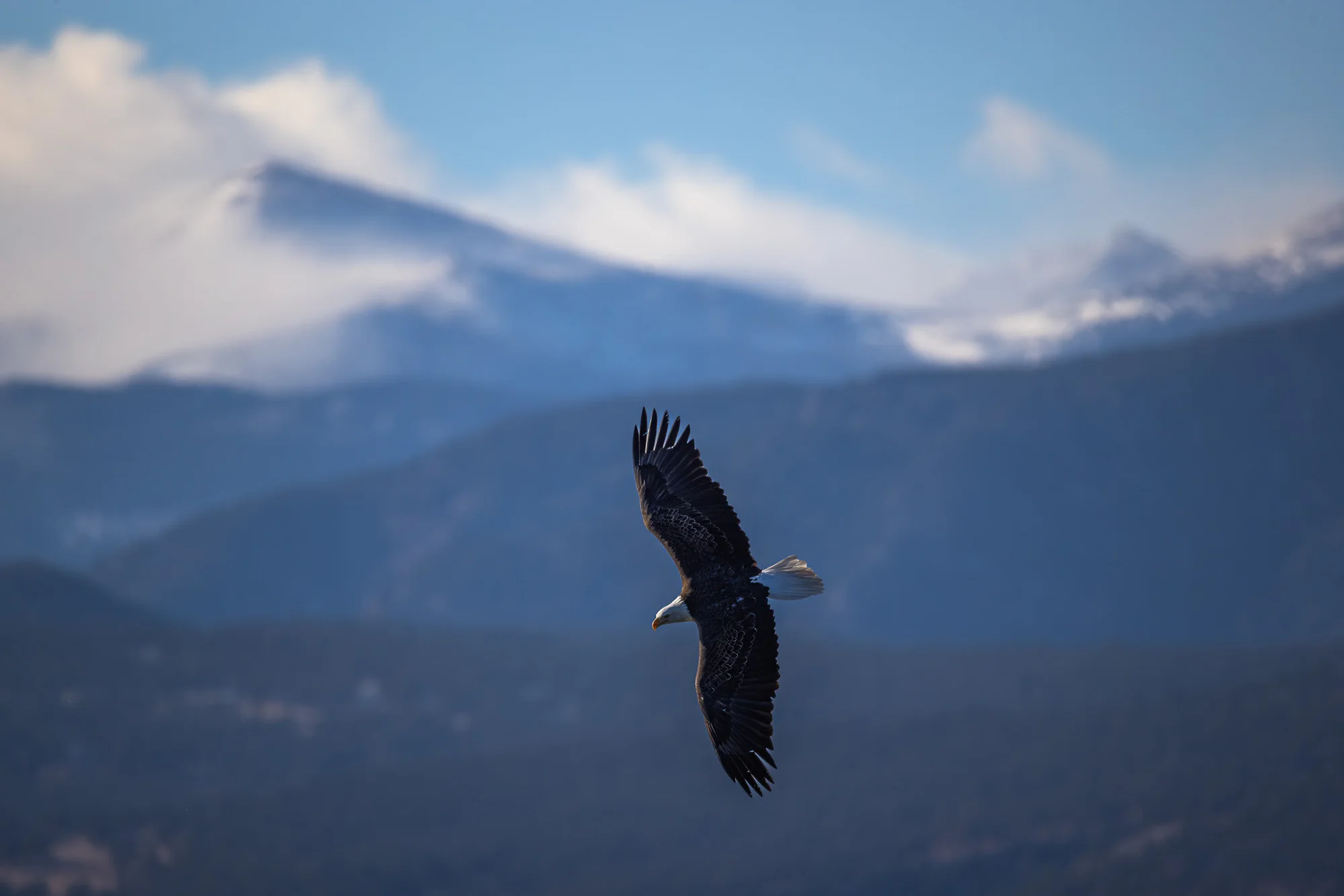 Thanks to environmental protections, bald eagle populations have largely recovered. Scientists estimate the state is now home to 300 nesting pairs. Photo courtesy of Anne Barela