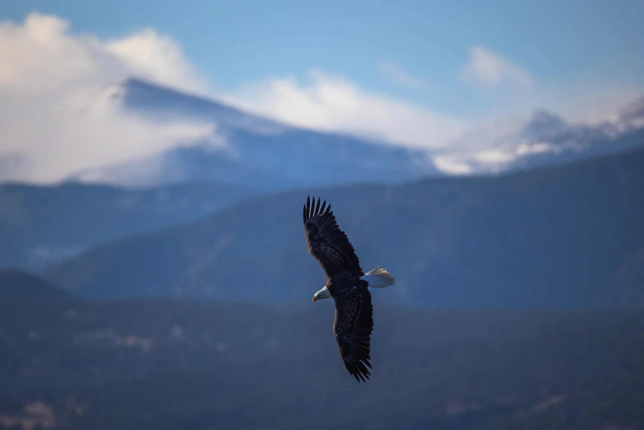 Thanks to environmental protections, bald eagle populations have largely recovered. Scientists estimate the state is now home to 300 nesting pairs. Photo courtesy of Anne Barela