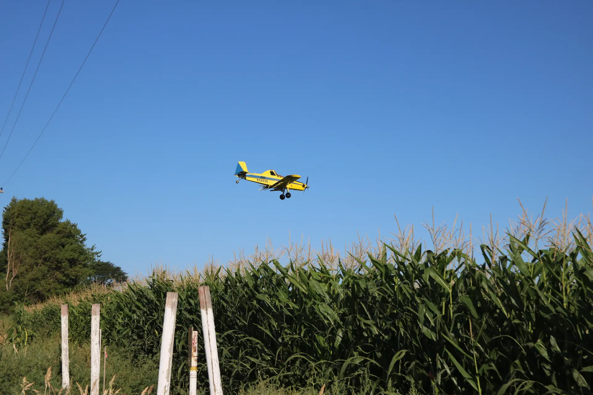 Neil Wicke dives down at 140 miles per hour, flying as low as 30 feet from the ground. Ag pilots fly low to minimize spray being blown off target, but it puts them at the same altitude as obstacles like trees and powerlines. Photo: Emma VandenEinde, KUNC. 