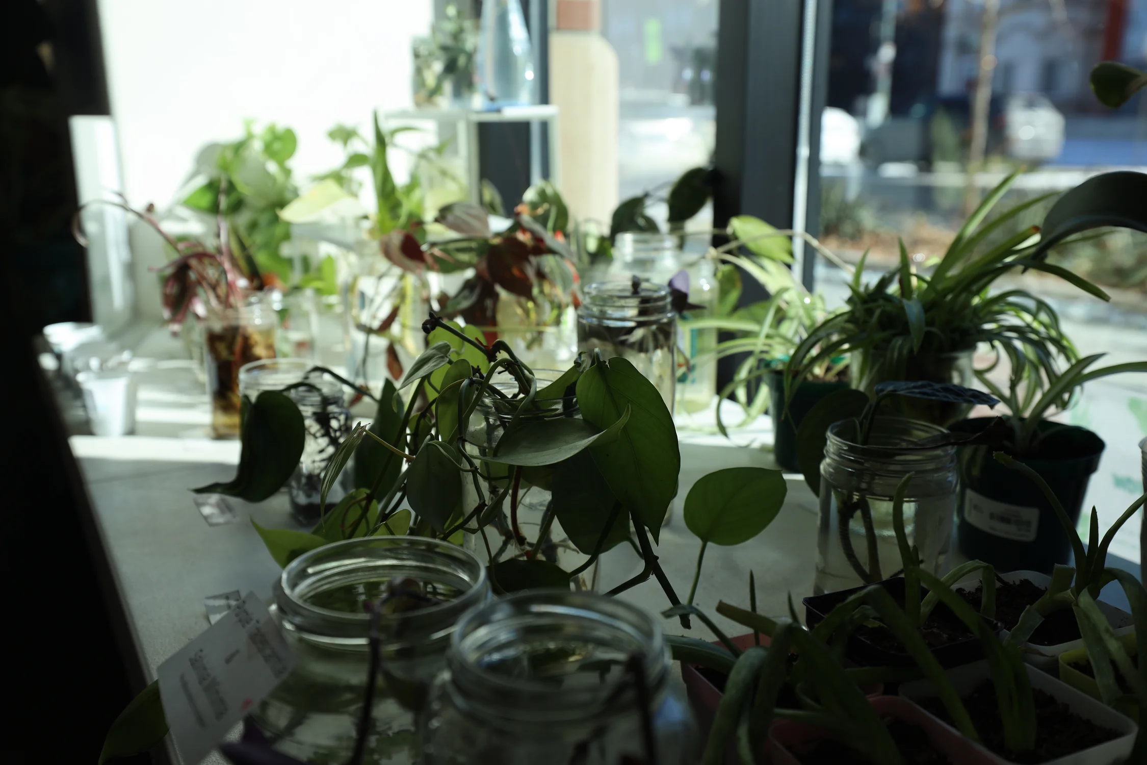 Dozens of propagated plants await adoption at the Blair-Caldwell African American Research library in Five Points. Photo: Sarah Shoen, Rocky Mountain PBS