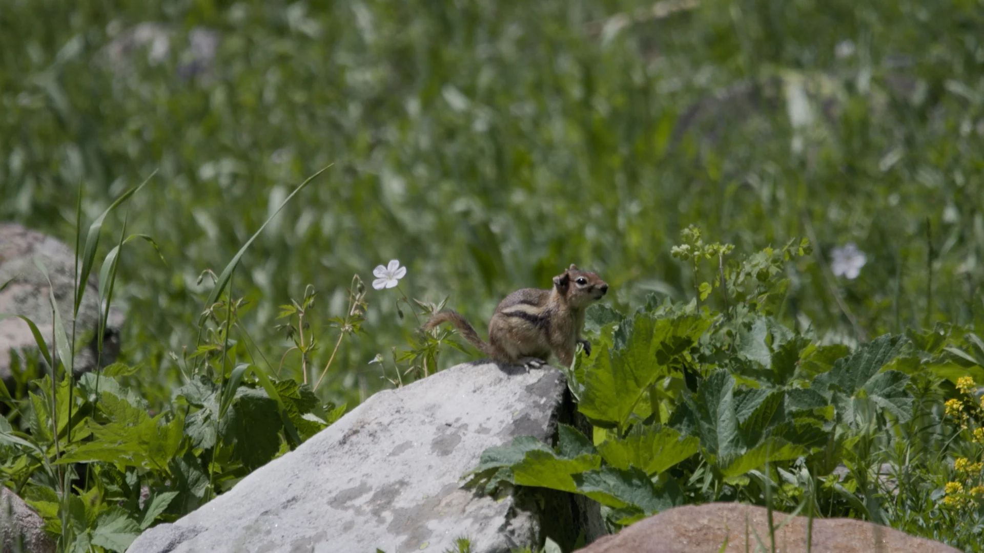 Ground squirrels look more like chipmunks than tree squirrels, the bushy-tailed tree-dwellers often seen in more urban areas. Ground squirrels have the striped backs and skinny tails of chipmunks but have calmer personalities. Photo: Alexis Kikoen, Rocky Mountain PBS.