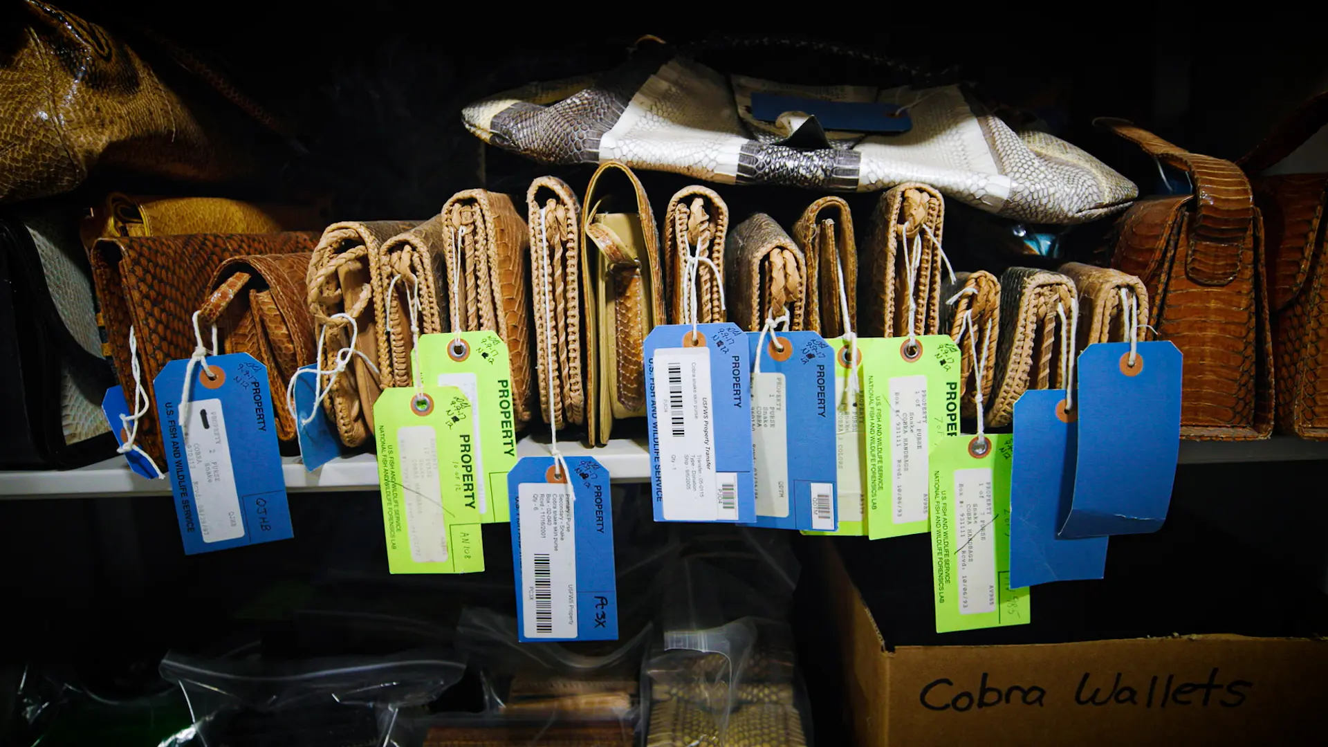 “For some people it’s a status symbol. Many of these items can be very valuable,” said repository specialist, Doni Sprague. Photo: Cormac McCrimmon, Rocky Mountain PBS