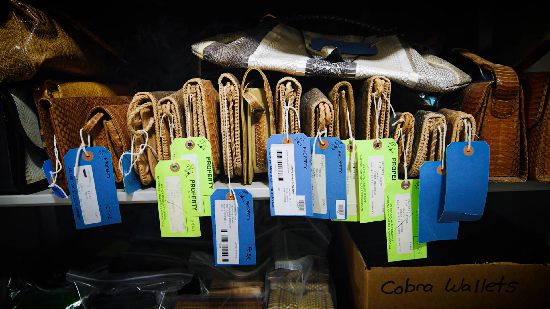 “For some people it’s a status symbol. Many of these items can be very valuable,” said repository specialist, Doni Sprague. Photo: Cormac McCrimmon, Rocky Mountain PBS