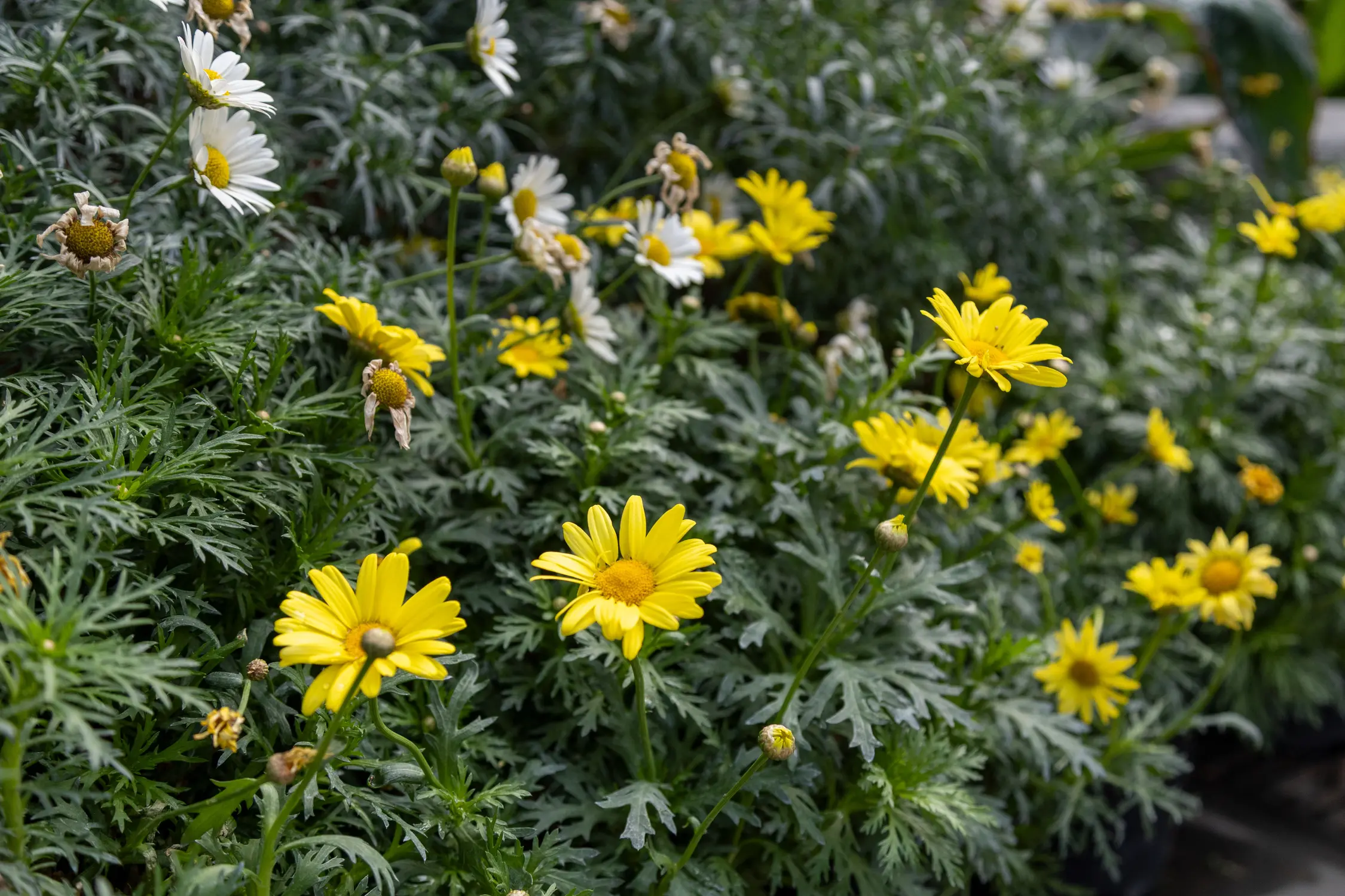Daisies are a resilient flower for volatile weather, and they can tolerate freezes. Photo: Chelsea Casabona, Rocky Mountain PBS